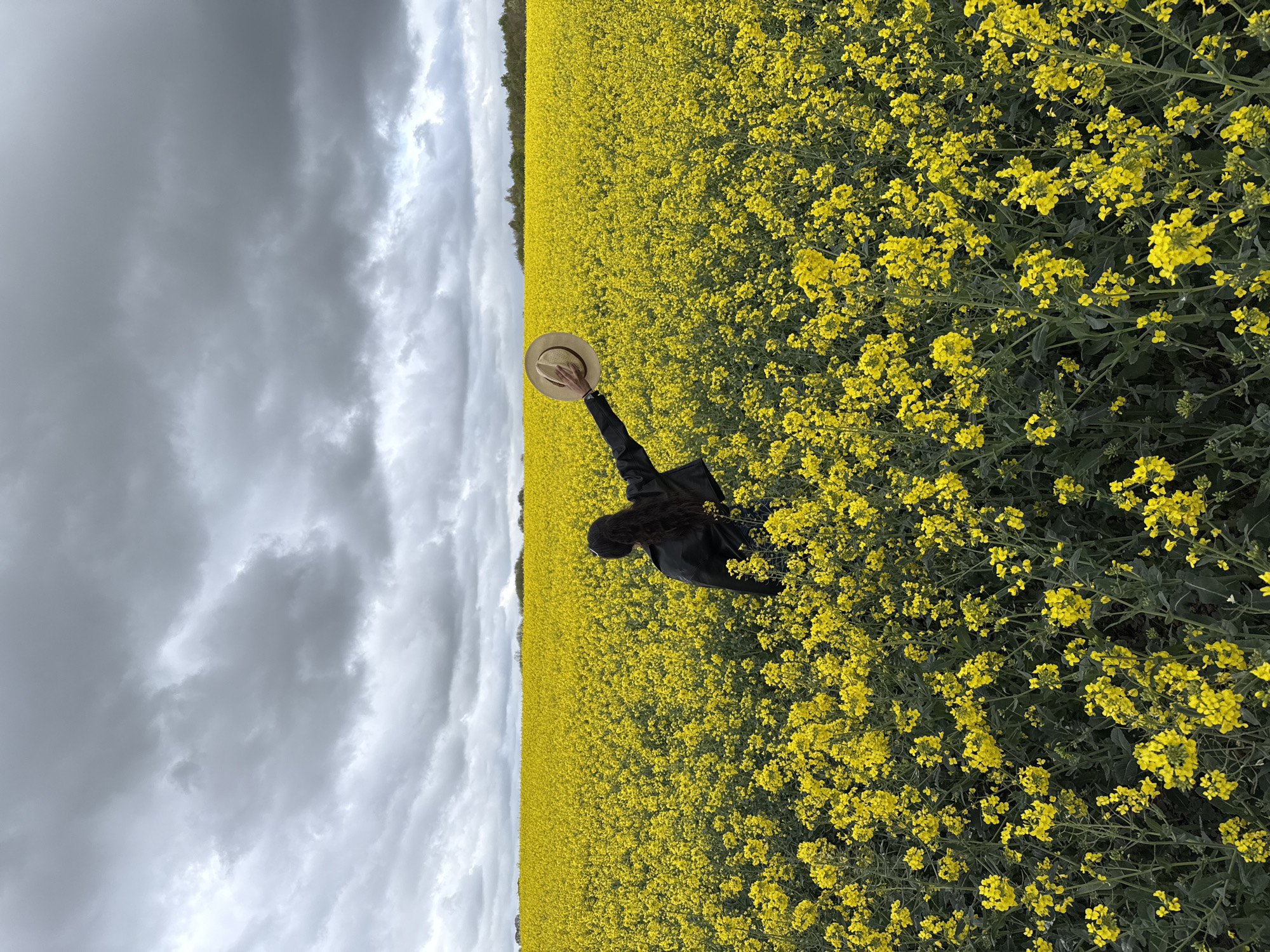 The original image, oriented sideways, portrays a person standing in a vast field of vibrant yellow flowers, likely rapeseed or canola, under an overcast sky in the Breckland District, United Kingdom.
The main subject is a person, viewed from behind, with long dark hair and wearing a dark jacket. They are positioned amidst the dense yellow blooms, extending their right arm outwards while holding a light-colored hat, possibly made of straw or felt. The person appears to be observing the expansive floral landscape before them.
The scene is characterized by the striking contrast between the intense yellow of the flowers, which stretch to the horizon, and the dramatic, brooding grey and white clouds filling the sky. A distant treeline is faintly visible along the horizon on the left side of the frame, marking the boundary of the flower field. Close-up views reveal the intricate details of the yellow blossoms and their dark green foliage. The sky is heavily clouded, suggesting an overcast daytime, with soft, diffused light. There is no visible text in the image. The overall impression is one of contemplative engagement with a dramatic natural landscape.