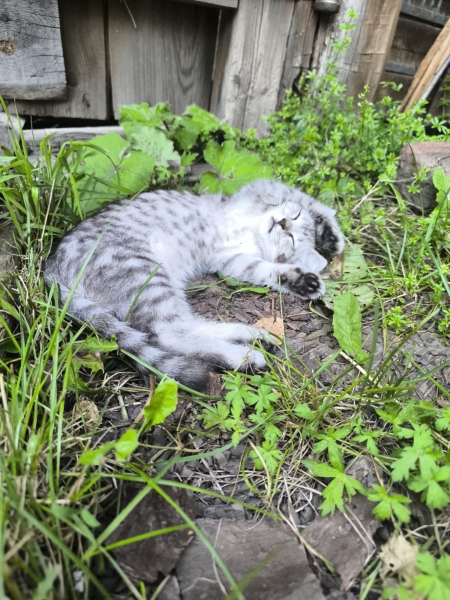 An outdoor, eye-level, close-up shot captures a tabby kitten asleep on the ground in Kashino, Russia. The kitten, with grey and black stripes, is curled on its side, facing the viewer. Its eyes are closed, and its paws are tucked beneath its chin. The kitten is positioned on a patch of dirt and bark, surrounded by green grass and small plants. In the background, weathered wooden boards form a wall, suggesting an outdoor setting like a backyard or a rustic structure. The lighting is natural, indicating it is daytime. The scene is peaceful and evokes a sense of quiet slumber.