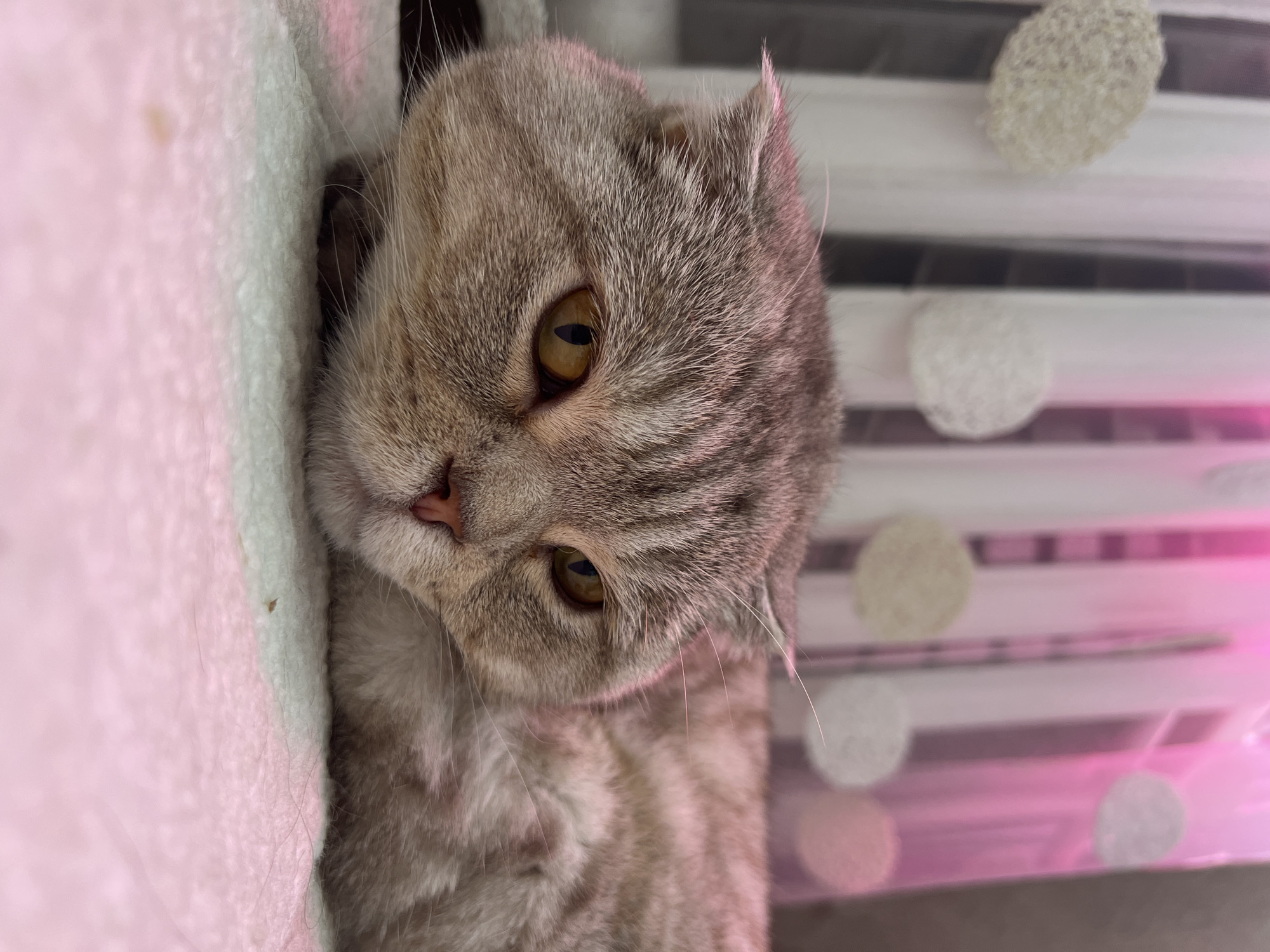 A domestic feline, identified as a Scottish Fold cat, is depicted resting indoors. The cat possesses grey and light brown tabby markings, prominent golden-yellow irises, and a light pink nose. Its ears are folded forward, characteristic of the breed. The animal is lying down on a textured, light-colored surface, consistent with a blanket or bedding, which shows subtle hints of light green/teal in some areas. In the background, vertical white curtains are visible, adorned with multiple circular, semi-transparent decorative elements. The entire scene is illuminated by a distinct pink light source, casting a noticeable pink hue on the cat's fur and the background elements. There are no individuals present, and no specific landmarks or external features are visible to confirm the location as Chaikovsky, Russia.