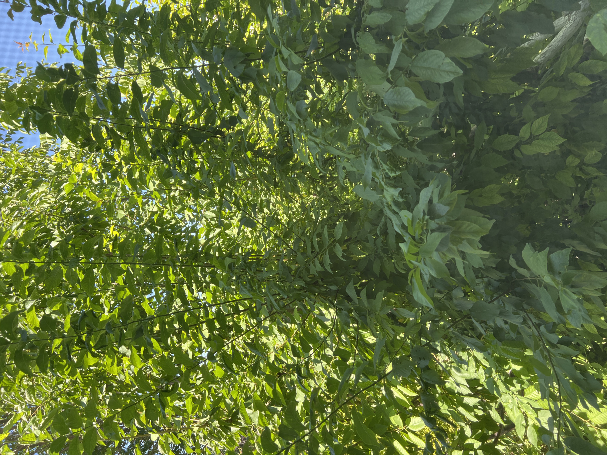 The image depicts a dense canopy of lush green leaves from trees, with sunlight filtering through, creating dappled patterns. The sky is visible in the upper portions of the image, appearing as a clear blue. The scene is likely outdoors, possibly in a park or a residential area with significant tree cover. There are no people, animals, or structures immediately apparent in the frame. The overall impression is one of natural foliage on a sunny day. The location within Еркін, Kazakhstan, cannot be determined from the image alone, as it shows a generic natural setting.