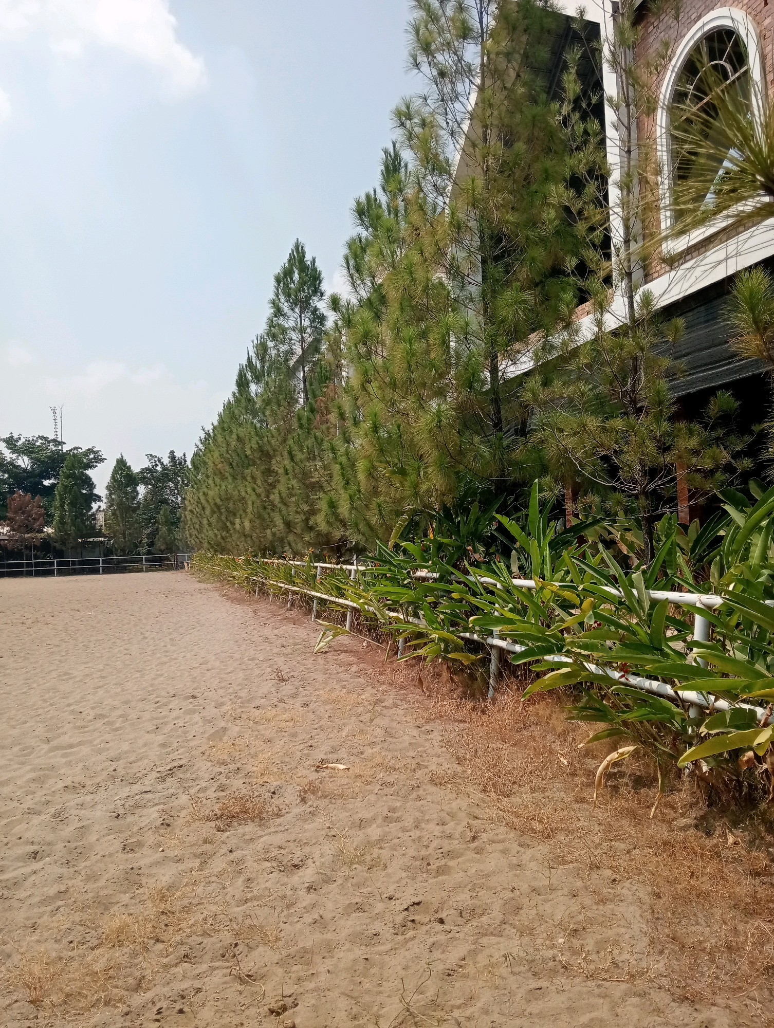 The image depicts an outdoor equestrian arena or sand-covered training ground, likely in Pringsewu, Indonesia, given the context. The foreground is dominated by a vast expanse of light brown sand, showing subtle undulations and scattered dry grass patches. A white metal fence runs along the right side of the arena, separating it from a row of lush green plants and tall pine trees. Behind the trees, a building with a brick facade and a distinctive arched window is partially visible. The sky above is pale blue with a few wispy clouds. The overall scene suggests a sunny day in a well-maintained outdoor facility, possibly for equestrian activities or sports. There are no people or animals visible in the frame.