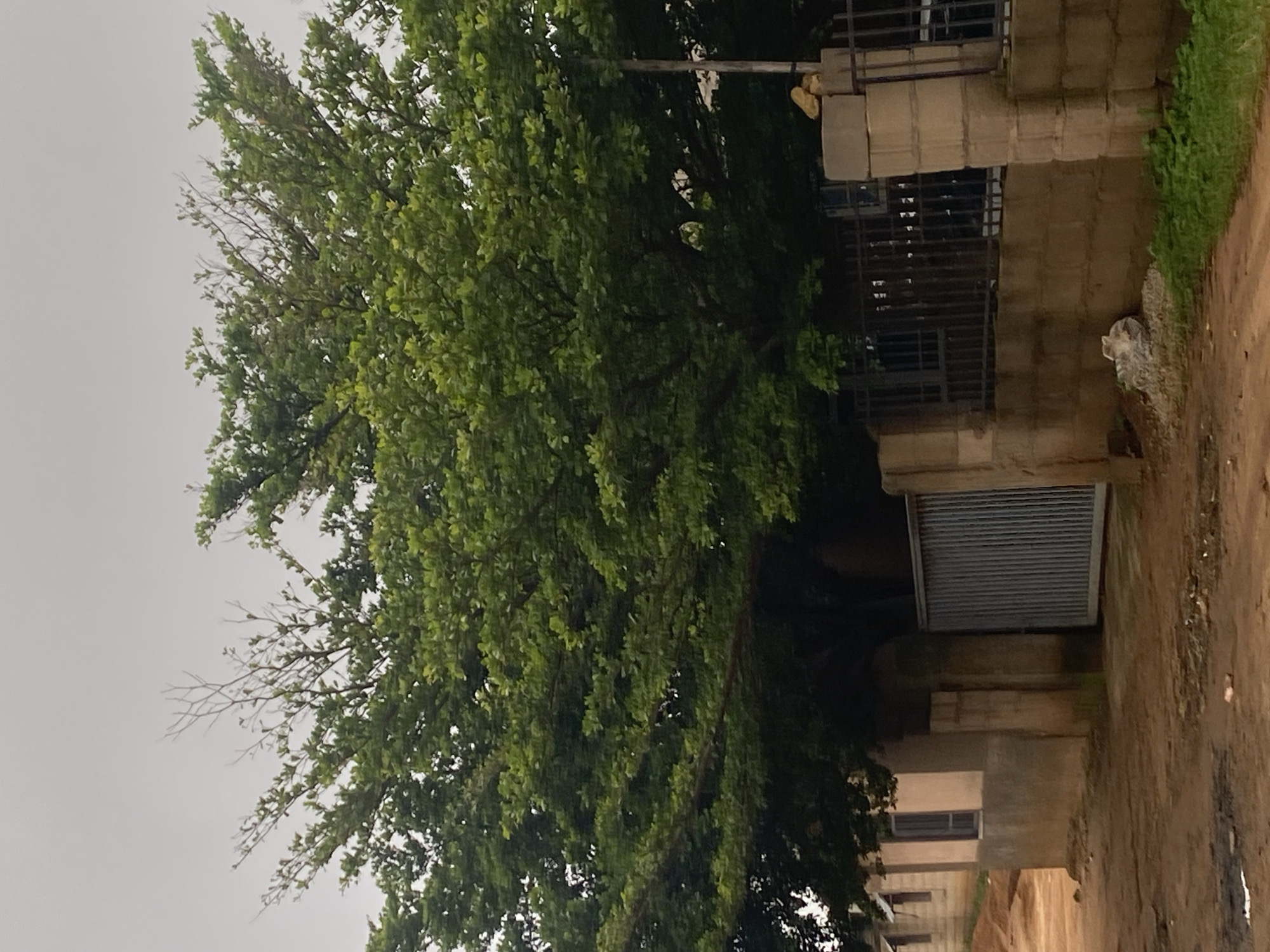 The image depicts a street scene in Gura Top, Nigeria, under an overcast sky. A large, mature tree with dense green foliage dominates the center of the frame, its branches extending across the upper portion of the image. Below the tree, a metal gate with vertical bars is visible, set into a wall constructed of concrete blocks. To the left of the gate, a building with a muted color facade and visible windows can be seen. The ground is unpaved, appearing as a dirt road with some scattered debris. The overall environment suggests a residential or commercial area in a developing region, characterized by simple architecture and natural vegetation.