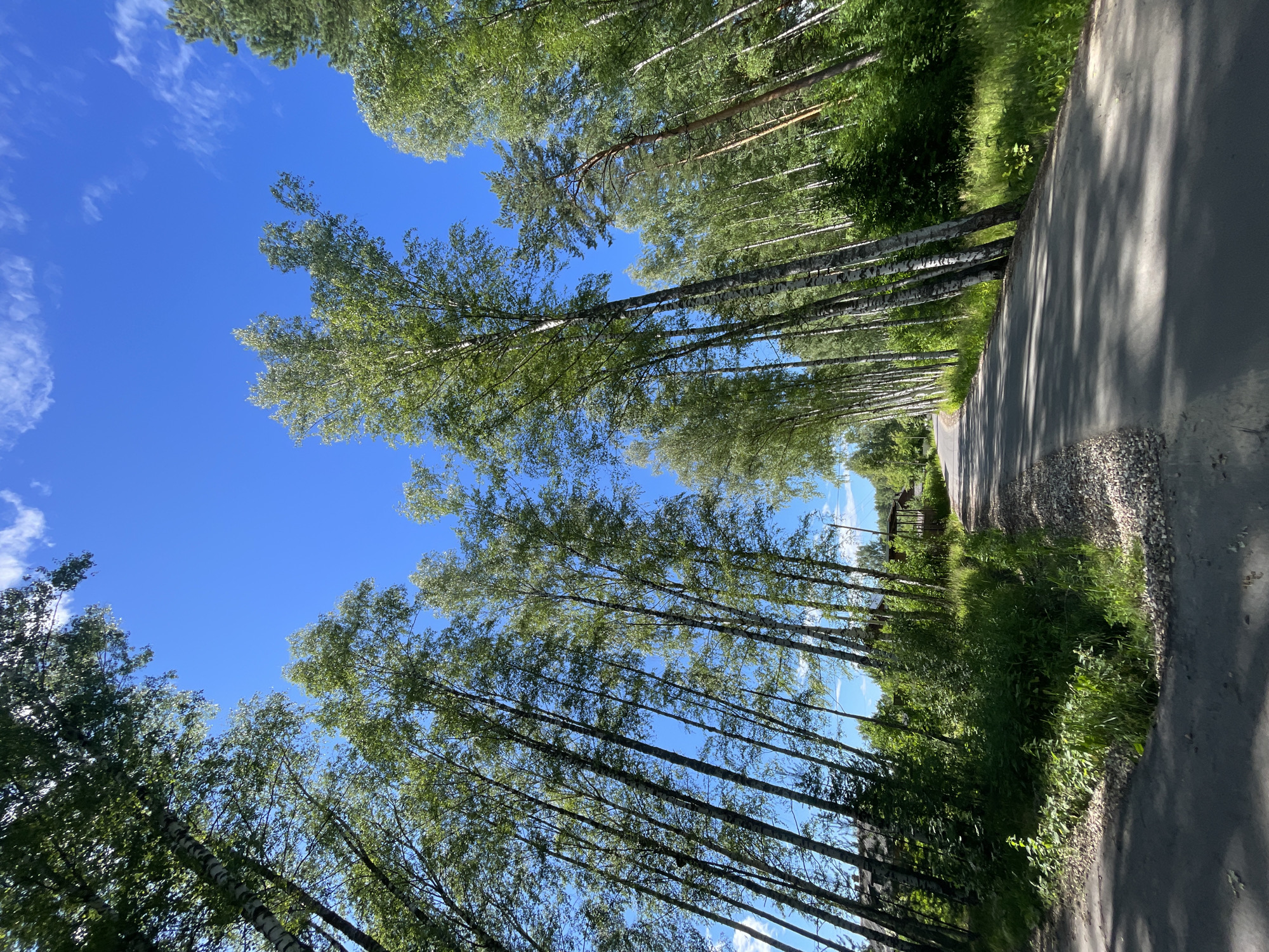 The image shows a paved road lined with trees, mostly birch, under a clear blue sky with sparse clouds. The trees are lush with green leaves, suggesting it is springtime or summer. The sun is casting dappled shadows on the road, indicating it is daytime. The road appears to be in a rural or semi-rural area, as suggested by the presence of trees and the absence of dense urban structures. There is a hint of a small wooden structure in the background, possibly a gazebo or a shed, and some wild vegetation growing along the side of the road. The overall mood is peaceful and serene, evoking a sense of natural beauty and tranquility. The image is oriented vertically, with the road and trees stretching upwards towards the sky. The location context provided is "Zarechny, Russia". There is no visible text in the image.