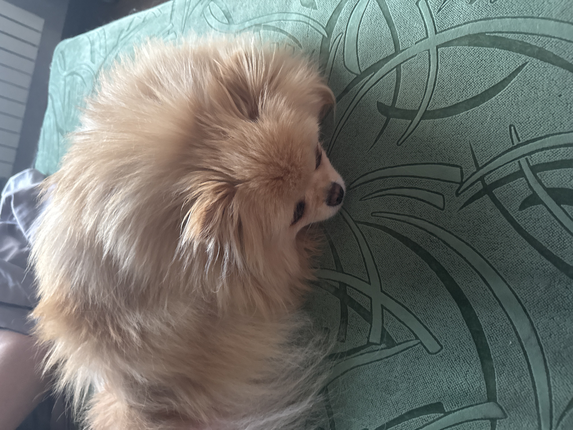 An adult Pomeranian dog with fluffy, light brown fur is lying down on a textured, dark green surface patterned with a lighter green abstract design. The dog's head is lowered, facing downwards and slightly to the right, with its eyes looking down. Its ears are small and blend into its fur. The dog's body is mostly obscured by its fur, but its tail appears to be fluffy and extends to the left. The surface the dog is lying on is likely upholstery or a mat, given its texture and pattern. A blurred background suggests an indoor setting, with hints of a person's leg and possibly bedding or a piece of furniture.