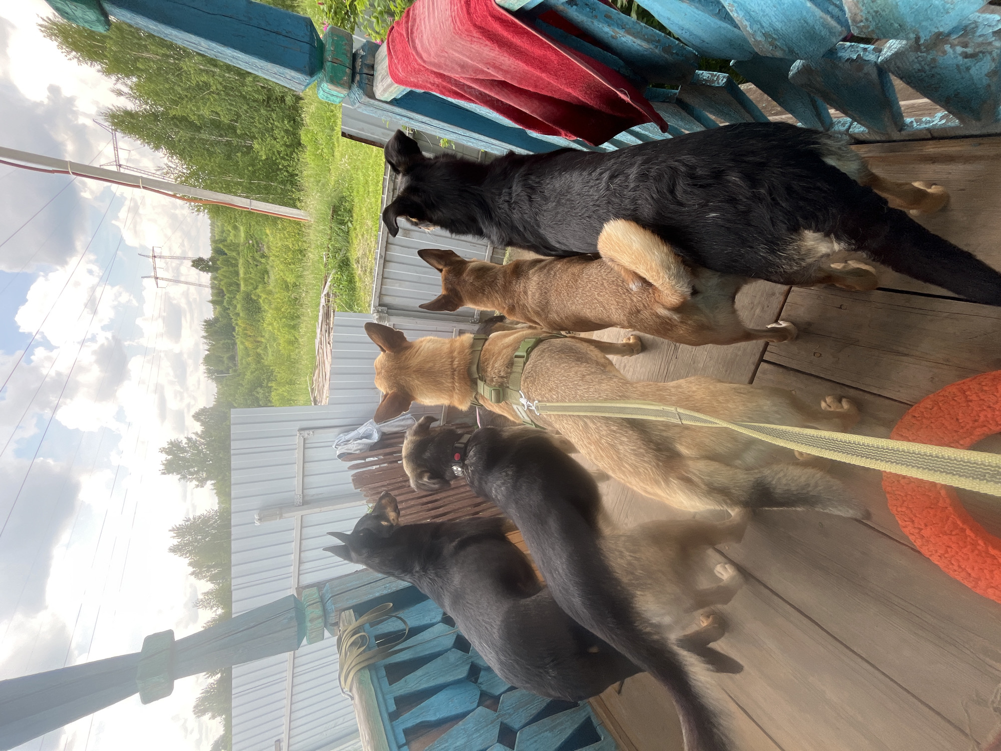 A group of five dogs, appearing to be of medium to large breed, are standing on a wooden porch or deck. The dogs are positioned facing away from the camera, looking out at a natural landscape. The environment includes a light-colored metal fence, a wooden railing painted blue, and a red towel draped over the railing. In the background, there are trees and power lines, suggesting an outdoor setting possibly on the outskirts of a populated area. The sky is partly cloudy. The image does not provide specific visual cues to pinpoint the location to Nizhny Tagil, Russia.
