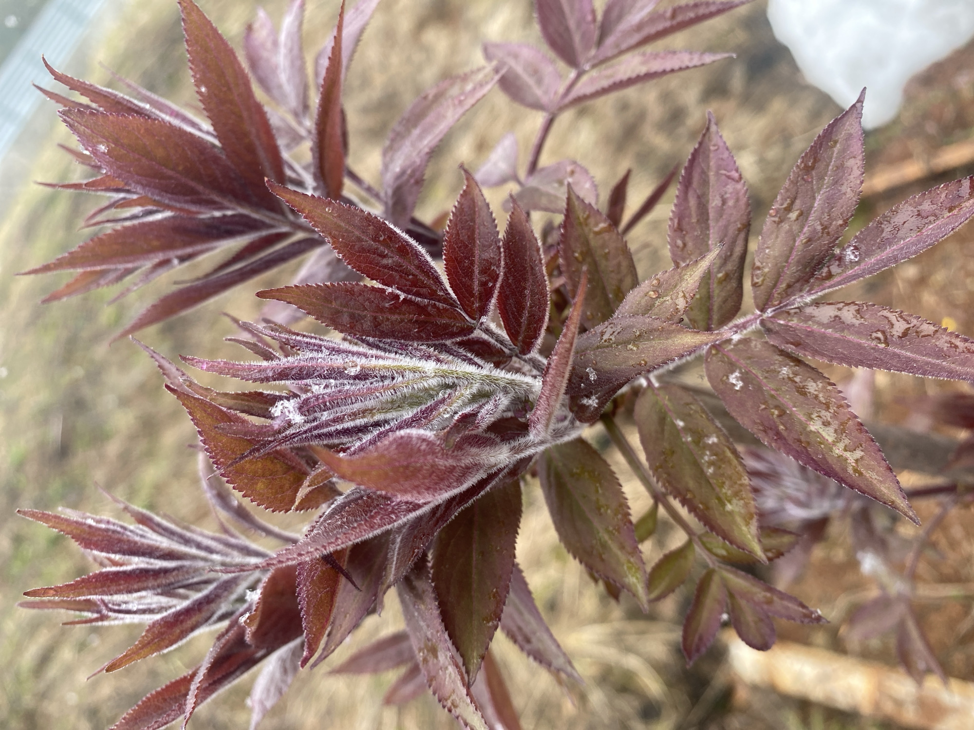 A close-up captures a vibrant cluster of young, maroon-tinged plant leaves. These leaves are characterized by their serrated edges and a soft, fuzzy texture, possibly due to fine hairs or early morning frost. Water droplets are scattered across some leaves, reflecting light and suggesting recent moisture. The background reveals a blurred landscape, likely a garden or natural setting, possibly located in the city of Прикамский, Russia. The focus remains sharply on the foliage, highlighting the intricate details of the plant's structure and texture.