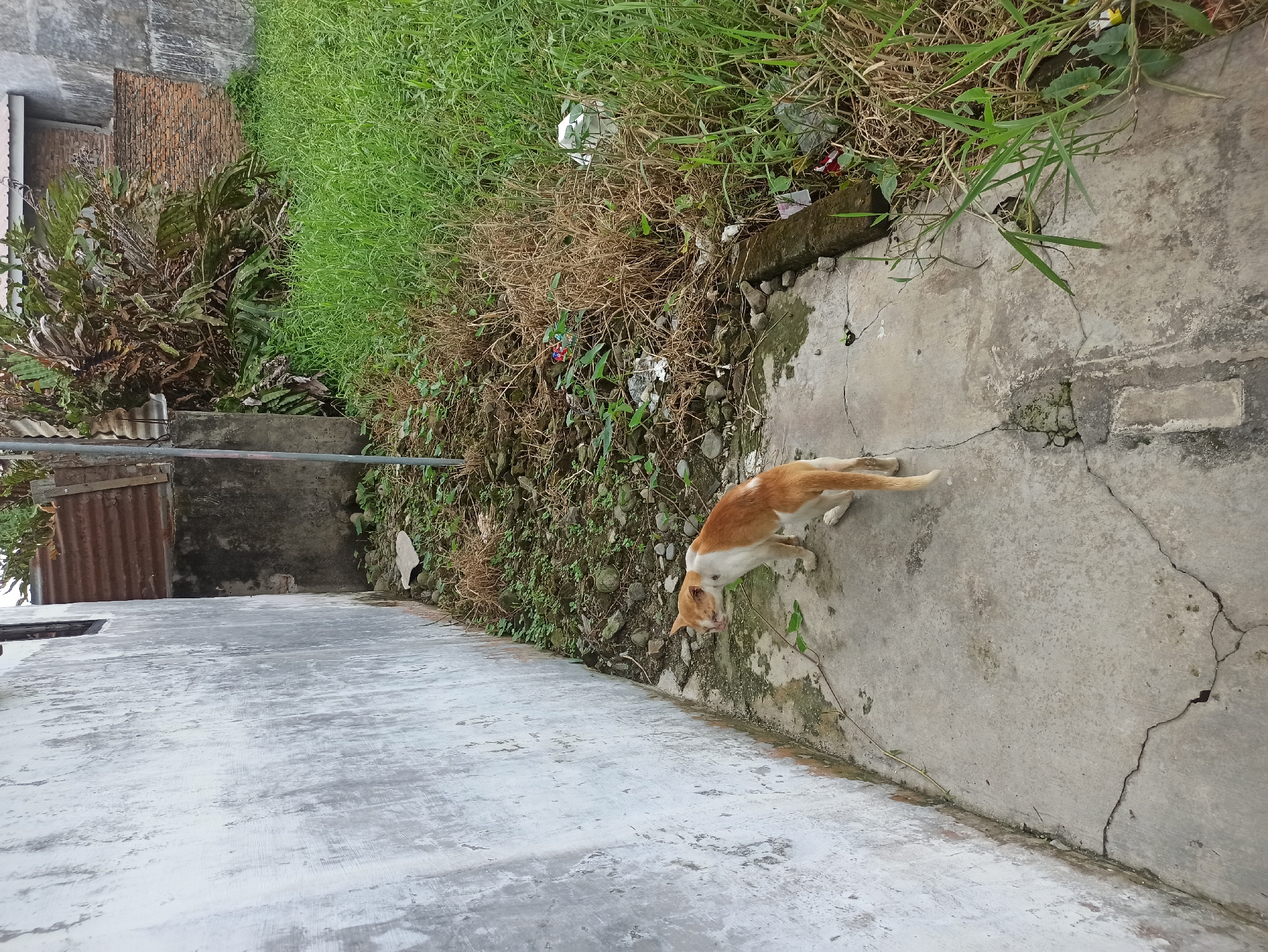 A ginger and white cat stands on a cracked concrete pathway next to a weathered, off-white wall in what appears to be an alleyway or side yard in Medan, Indonesia. The cat is facing away from the camera, looking towards the wall. To the right of the pathway, there is overgrown grass with some dry weeds and scattered debris, including white plastic bags and colorful paper. Behind the grass and weeds, a brick wall is visible, along with a cluster of large, leafy plants and some corrugated metal roofing. The overall scene suggests an outdoor, somewhat unkempt urban environment.