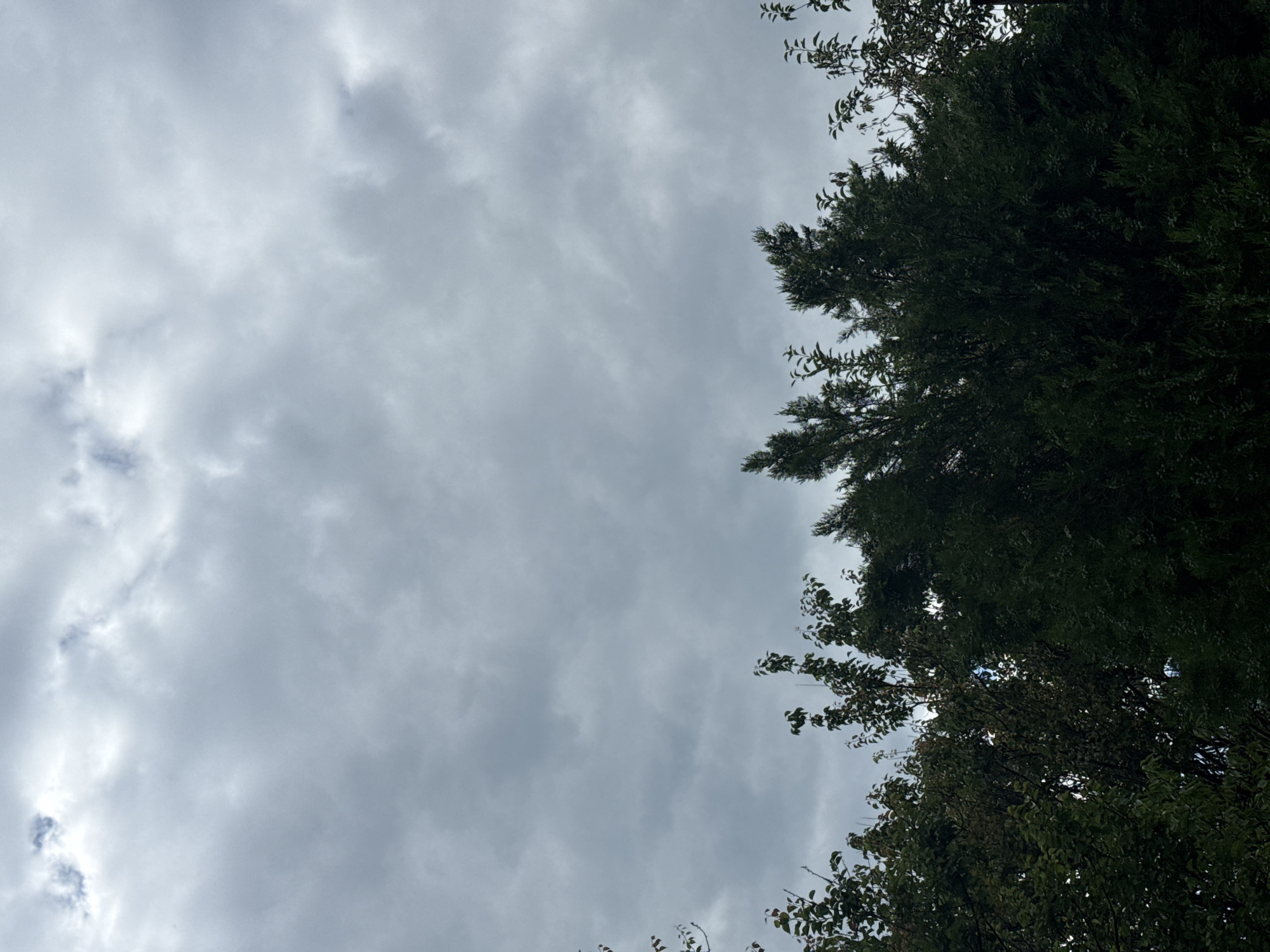 The image depicts an overcast sky above a dense line of trees, viewed from below. The clouds are a uniform grey, with some lighter patches suggesting breaks in the cloud cover. The foliage of the trees is dark green, with varying textures and densities, indicating a mix of species. The scene appears to be a natural or semi-natural setting, possibly a park or the edge of a wooded area within the city of Obukhivka, Ukraine. No people or specific structures are visible.
