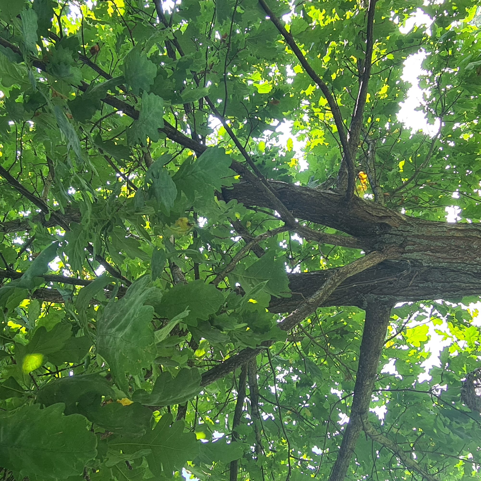 An upward-facing, eye-level, medium shot captures the dense green foliage of a mature oak tree in the city of Taush, Russia. The branches of the tree are thick and woody, with rough, textured bark. Sunlight filters through the leaves, creating a dappled effect and highlighting the vibrant green of the foliage. The leaves themselves are broad and lobed, characteristic of an oak tree. The background is dominated by the bright sky, visible in patches through the canopy, indicating it is daytime. There are no people or animals visible in the frame. The overall impression is of a lush, natural scene within an urban environment.