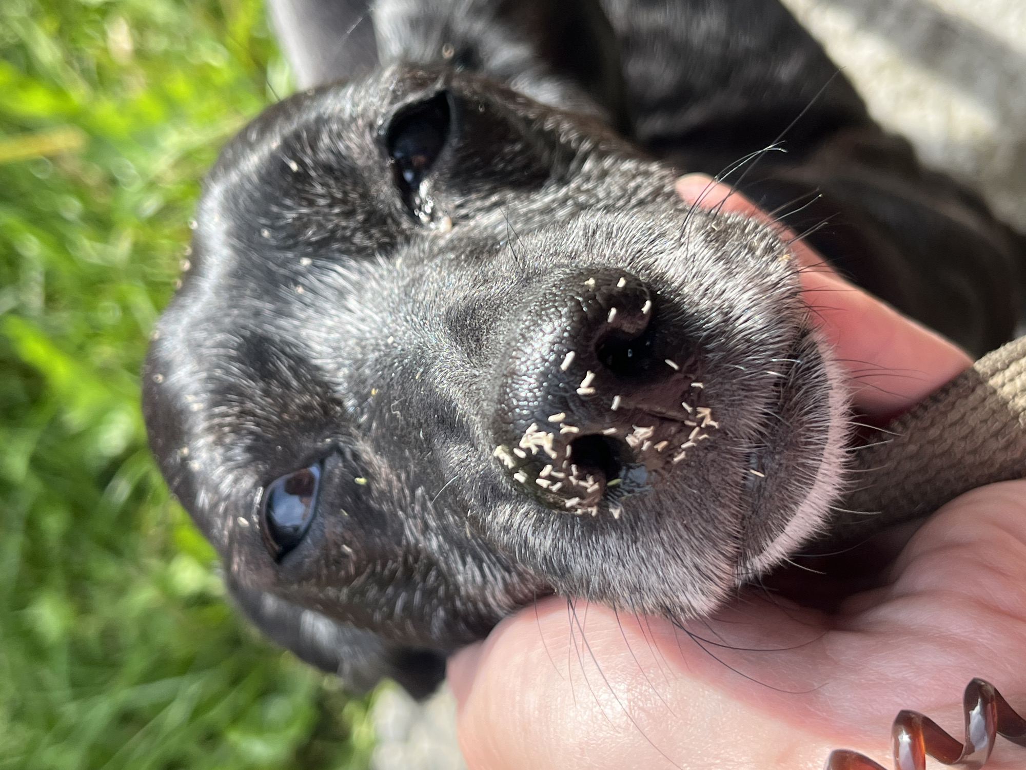 The image is a close-up shot of a black dog's face, resting on a person's hand. The dog's snout is covered in small, light-colored debris, possibly grass or dirt. The dog's eyes are open, and its expression appears relaxed. The background is out of focus, showing green grass and sunlight, suggesting an outdoor setting. No specific location in Nizhny Tagil, Russia can be identified from the image.