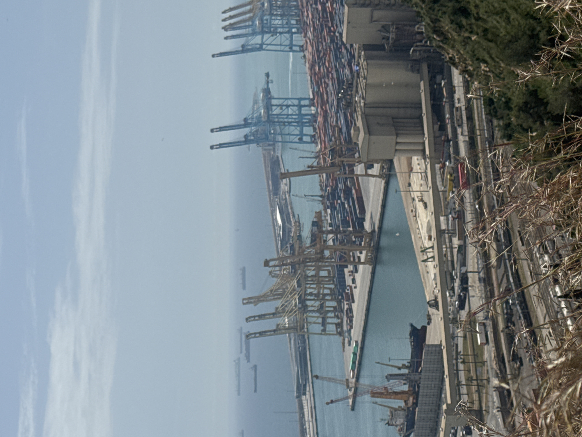 This elevated photograph presents a panoramic view of a bustling commercial port in Barcelona, Spain, under a clear and bright daytime sky. The perspective, likely from a nearby hill or high vantage point, frames the scene with dry, reedy grasses and some green foliage in the immediate foreground on the right.
The central and left portions of the image are dominated by the extensive port infrastructure. Numerous imposing blue and yellow gantry cranes, specialized for handling shipping containers, stand tall along the long quays. Behind these cranes, vast blocks of stacked, multicolored shipping containers are visible, stretching across the port area and indicating significant storage and logistics operations. The deep blue waters of the harbor feature several large cargo ships docked at various berths, with their superstructures and hulls clearly visible. Further out on the horizon, more cargo vessels appear as faint silhouettes against the pale blue sea, underscoring the port's role as a major hub for international trade.
Various port buildings, access roads, and smaller industrial structures are integrated within the complex, though specific details are indistinct due to the distance. The scene suggests continuous activity, with the infrastructure in place for the loading, unloading, and movement of goods. No individual people or specific actions are clearly discernible. The weather appears fair with good visibility, marked by a slight atmospheric haze over the distant water. No discernible text is visible on any of the objects or structures in the image.
