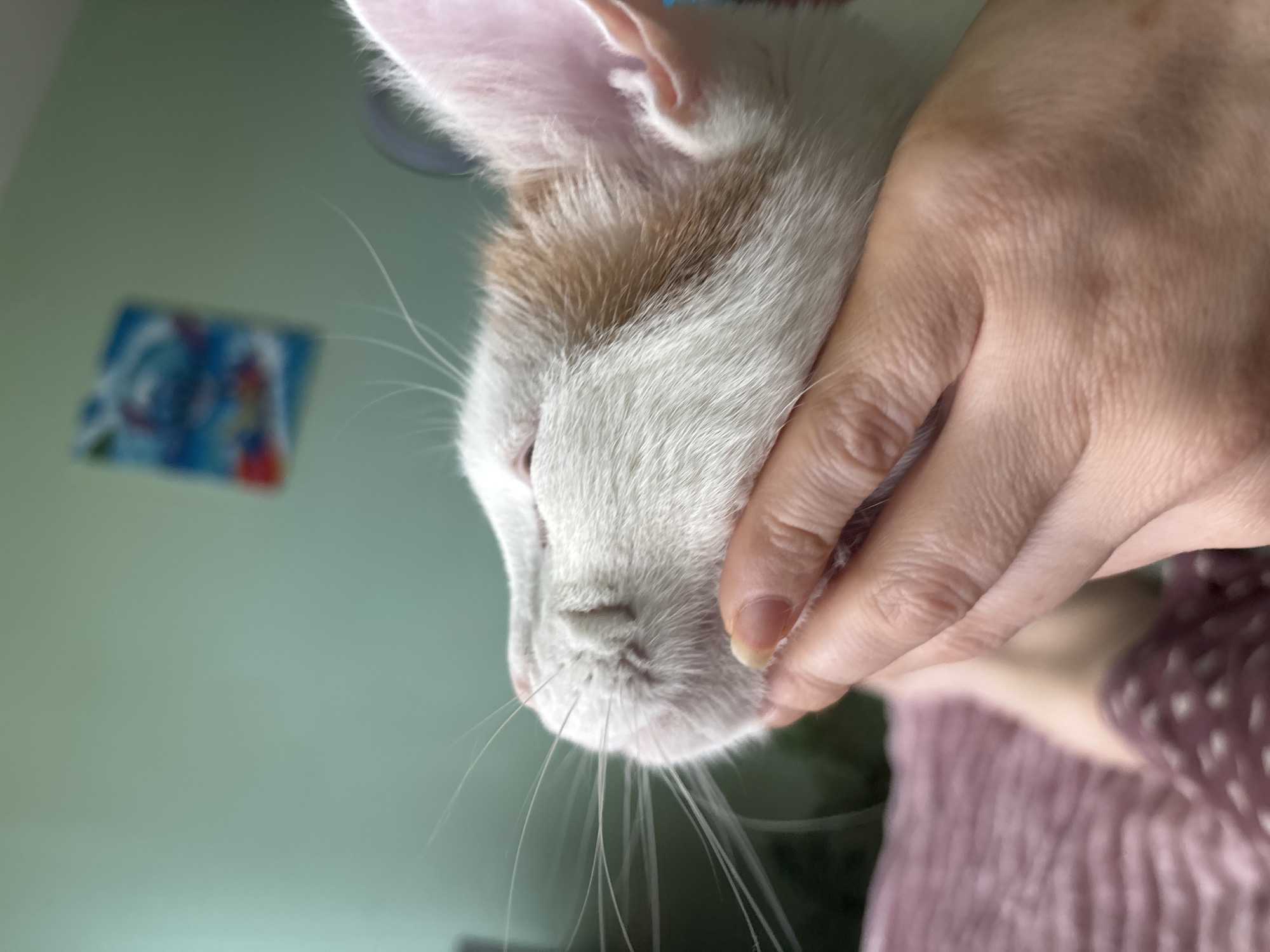 A close-up, side-profile shot captures a white and ginger cat being gently held by a human hand. The cat's eyes are closed, and its whiskers are fanned out. The background is out of focus, showing a pale green wall with a small, blurry abstract painting. A pink, textured surface, possibly bedding, is visible in the lower left corner. The image was taken in Vsevolozhsk, Russia.