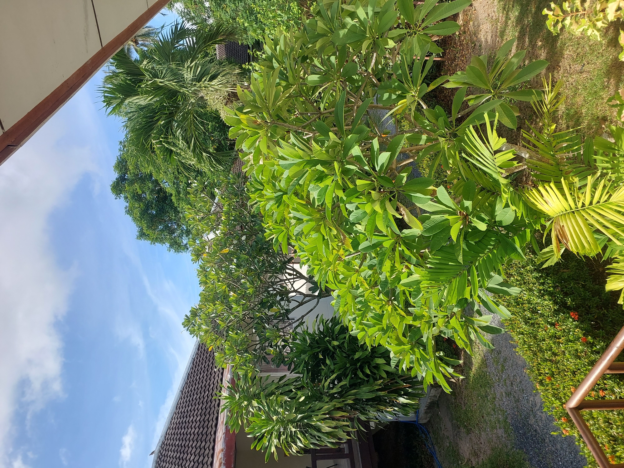 The image depicts a vibrant, green garden scene under a bright blue sky with scattered white clouds. In the foreground, a cluster of lush green trees with broad leaves dominates the frame. To the left, a tall, slender plant with spiky leaves stands near a section of a building with a tiled roof and a wooden railing. Further back, a larger tree with a prominent trunk and a dense canopy of green leaves is visible. Palm fronds and other tropical foliage contribute to the dense vegetation. The ground is covered in a mix of gravel and grass, with some dry leaves scattered about. The overall impression is that of a tropical garden, possibly in a residential or resort setting, in Baan Mae Nam, Thailand, given the characteristic vegetation and architecture. No people are present in the image, and no specific actions or interactions are occurring.