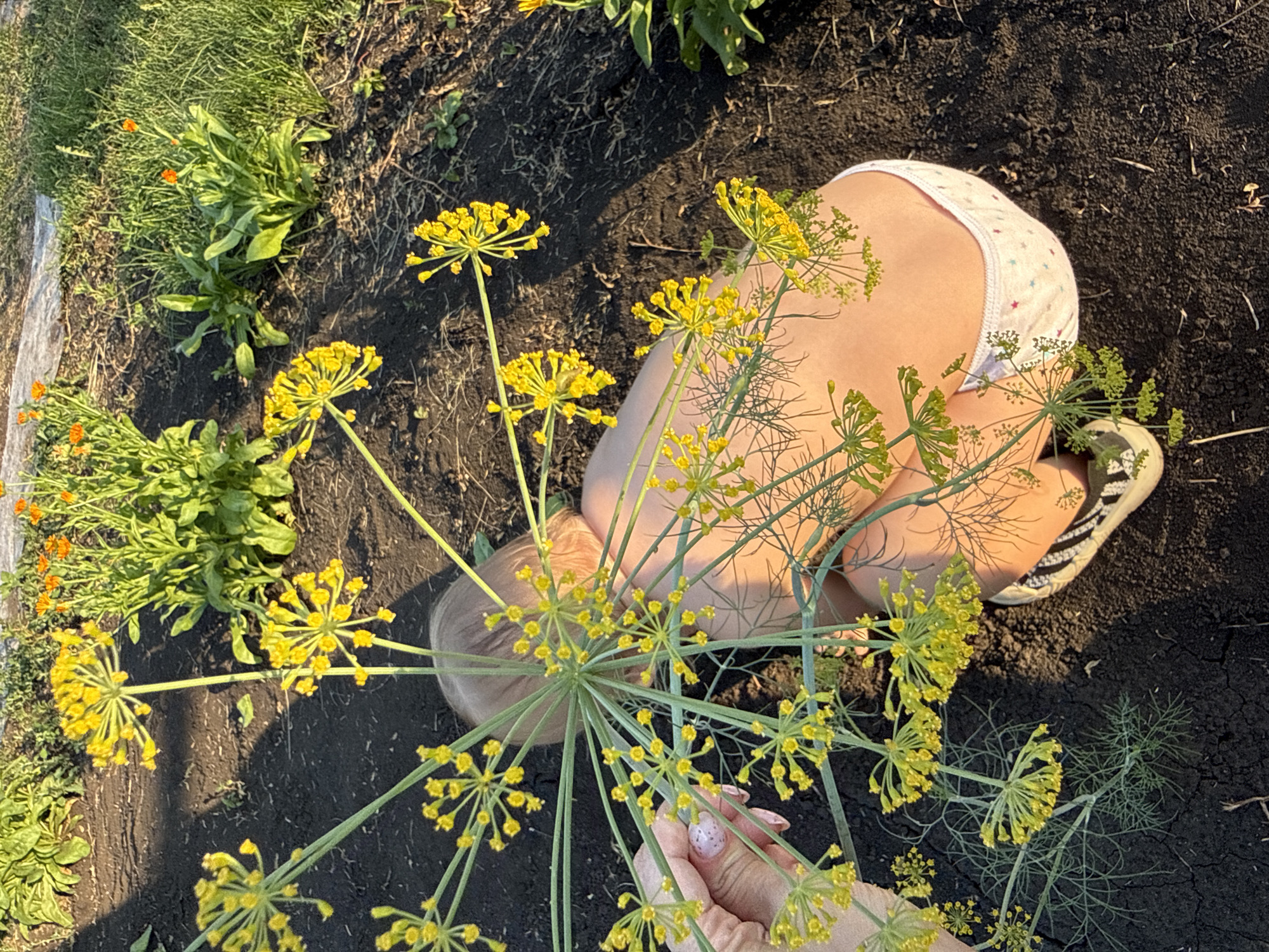 In Otradny, Russia, a person with fair hair and light skin, wearing white underwear with a star pattern and striped shoes, is crouching in dark soil. They are surrounded by dill plants with small yellow flowers and other green plants, some with orange flowers. A hand with painted fingernails is reaching out to touch one of the dill flowers. The scene appears to be outdoors in a garden or field, with sunlight casting shadows.