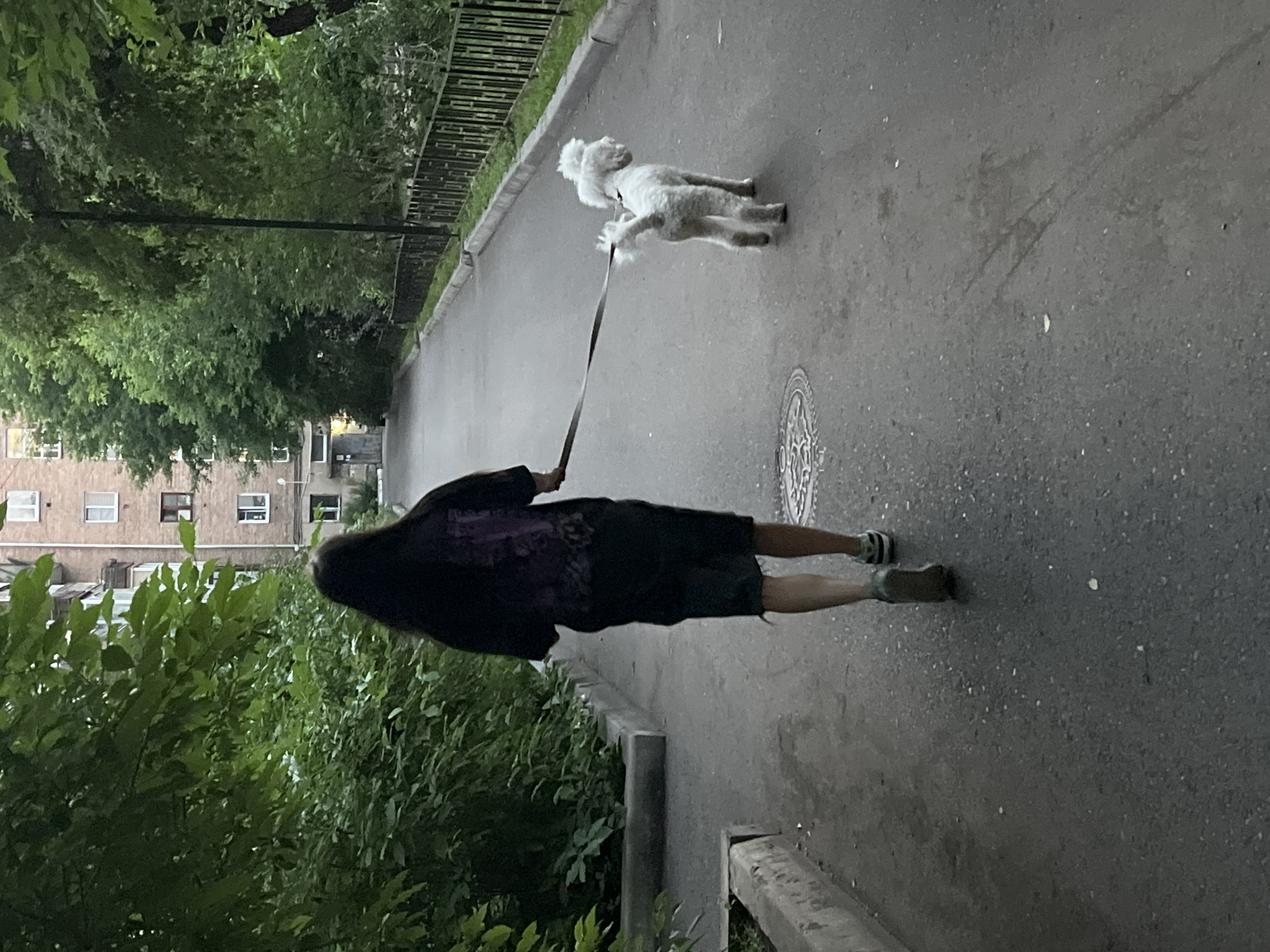 A person with long dark hair walks a small, white poodle on a leash along an asphalt path. The person is wearing a dark t-shirt and dark shorts, with athletic shoes. The dog is light-colored and appears to be a toy poodle or similar breed. They are walking on a paved area next to a low concrete barrier and lush green bushes. In the background, there is a black metal fence and a multi-story building with visible windows. The scene is outdoors, and the lighting suggests it is either early morning or late evening, possibly overcast. The overall mood is calm and ordinary, depicting a routine walk. The image has a vertical orientation, and the perspective is from behind and slightly above the person. There are no discernible markings or text visible in the image.