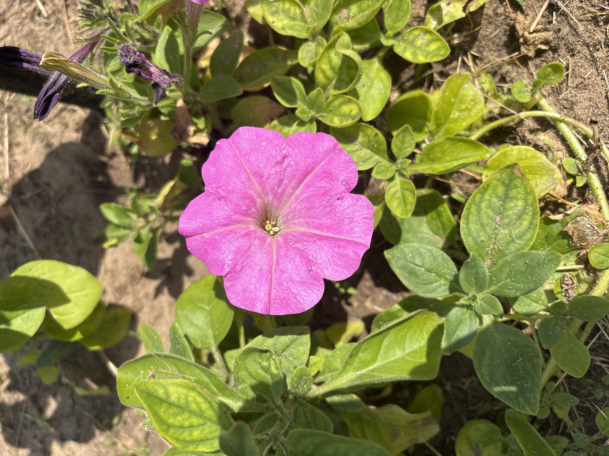 A bright pink petunia flower is in full bloom, centrally located in the frame. The flower has five distinct petals that are slightly ruffled and a pale yellow center. It is surrounded by vibrant green foliage, with some leaves showing slight yellowing. In the background, the ground is composed of dry soil and shadows are cast, suggesting an outdoor setting in sunlight. To the upper right of the pink petunia, there are wilting purple petunia flowers and buds. The overall scene depicts a garden or natural outdoor area. There is no indication of the city of Kurgan, Russia, within the image itself.