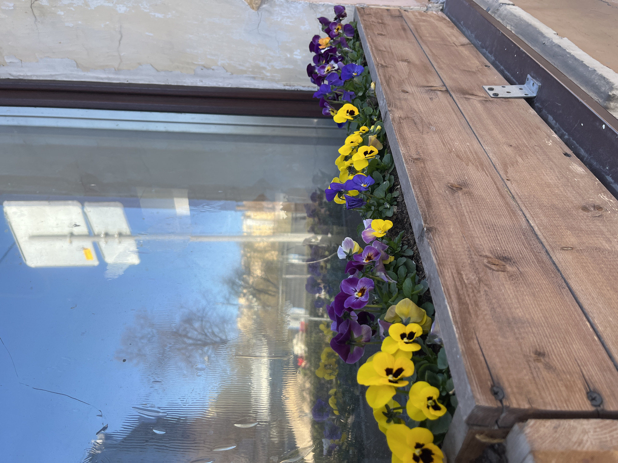 The image shows a flower box attached to the exterior of a window in Unknown, Unknown. The flower box is constructed of wood planks and is filled with pansies, predominantly yellow and purple. A metal bracket is visible, securing the box to the structure. The window glass reflects a blurred image of the surroundings, including trees and buildings. The facade of the building above the window shows cracked paint.