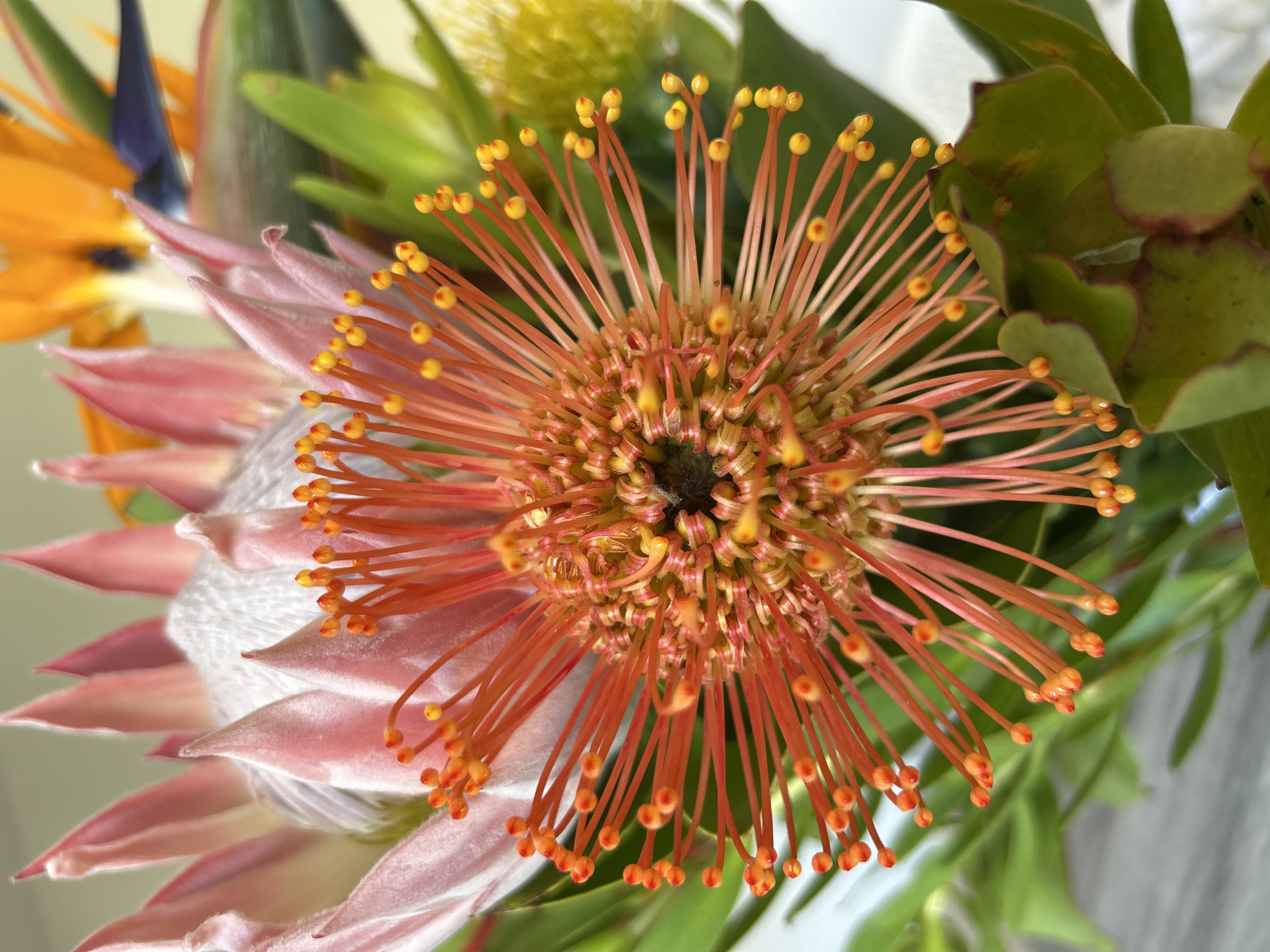 Close-up of a floral arrangement containing a pincushion protea, a pink king protea, and a bird of paradise flower. The pincushion protea is the focal point with its orange-red pin-like styles tipped with yellow pollen presenters. The pink king protea provides a soft contrast to the pincushion protea. A partial view of a bird of paradise flower is visible in the background. The environment appears to be indoors with diffused lighting. There are no people visible. The location is not discernible from the image.