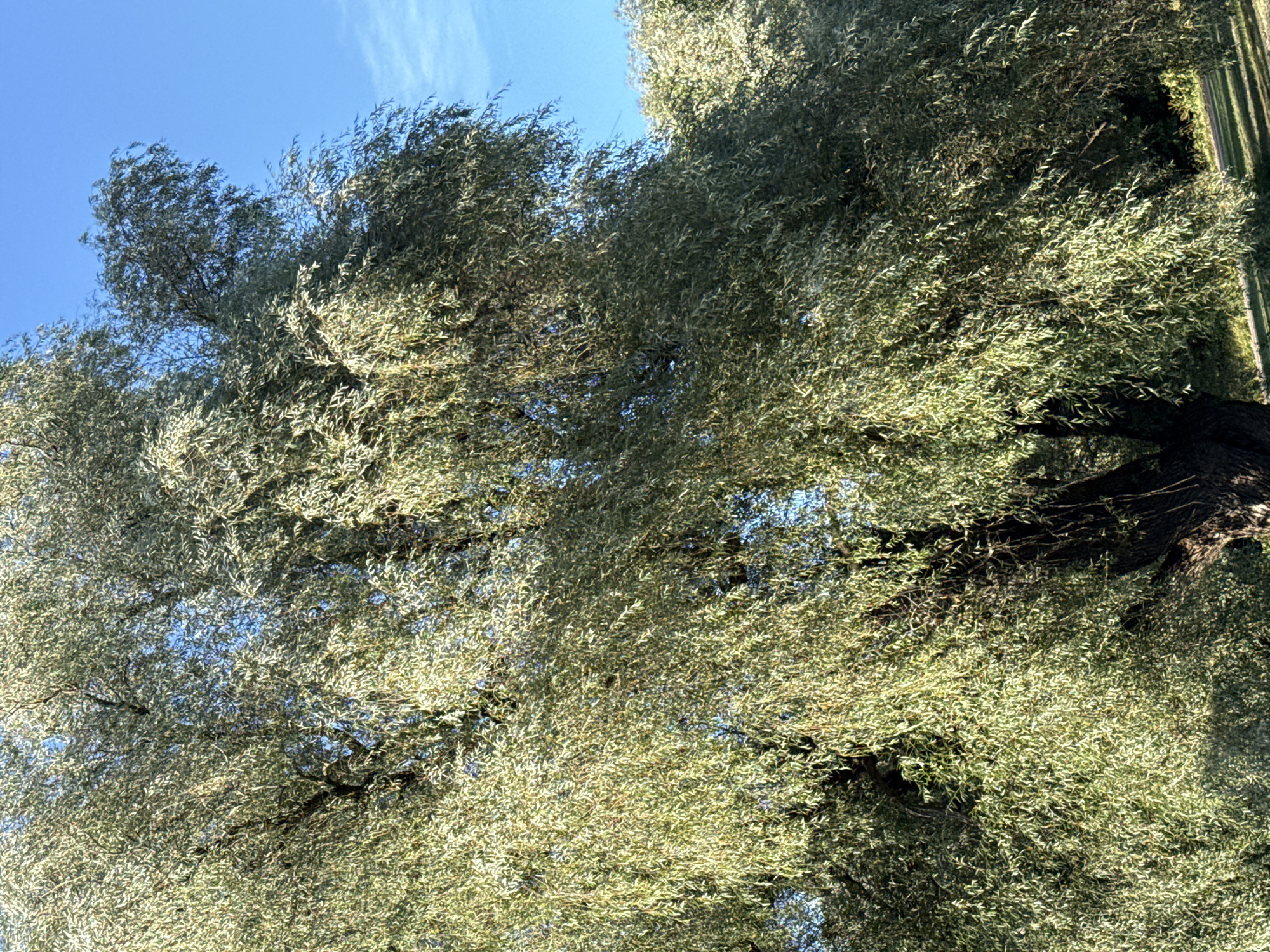 The image is a close-up, low-angle shot of a large, mature willow tree with dense, drooping foliage. The leaves are a light green, with some appearing silver due to sunlight. The trunk of the tree is thick and dark, partially visible at the bottom left. The sky above is a clear, bright blue with a few wispy clouds. In the background, to the right, the tops of other trees are visible, also with lighter foliage. The scene appears to be an outdoor park or garden setting. There are no people or animals visible in the image. The lighting suggests it is a sunny day. The image quality is sharp, capturing the details of the leaves and bark. The location in Tallinn, Estonia is not specified in the image itself.