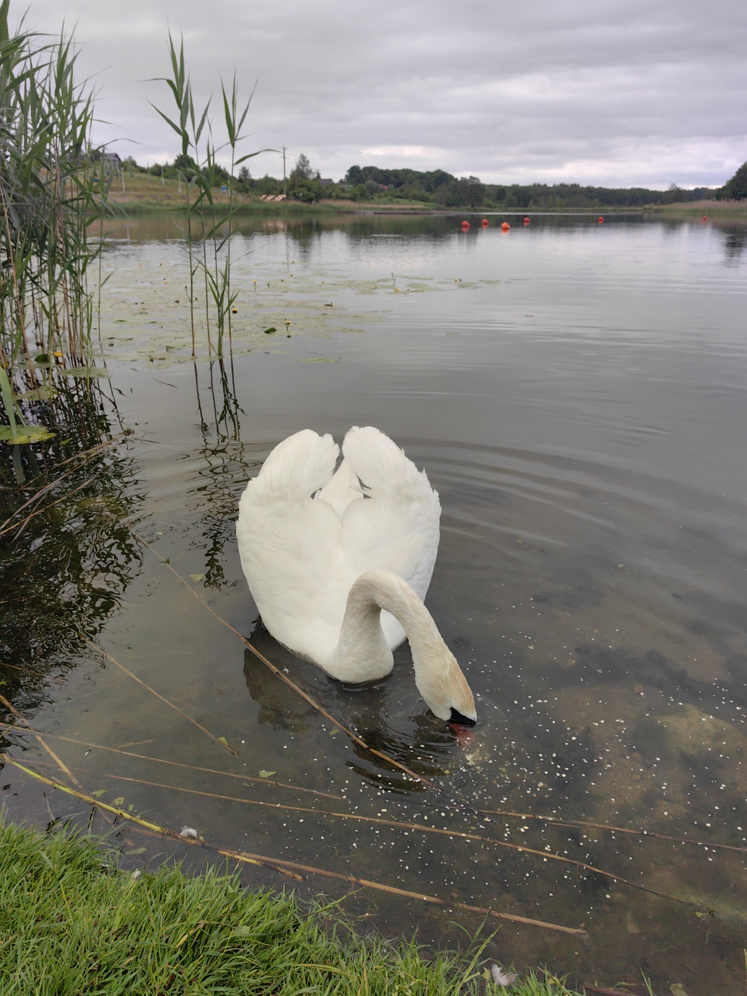 A white swan is feeding in the shallow water of a lake near the grassy shore. The swan's head is down, its beak in the water, scattering small white specks on the surface. Tall green reeds and grasses line the left bank of the lake, and the water is partially covered with lily pads and yellow flowers. In the background, the lake stretches to a distant tree-lined shore under a cloudy sky. Several orange buoys are visible on the water in the middle ground. The scene is located in an outdoor environment, possibly a park or a nature reserve.