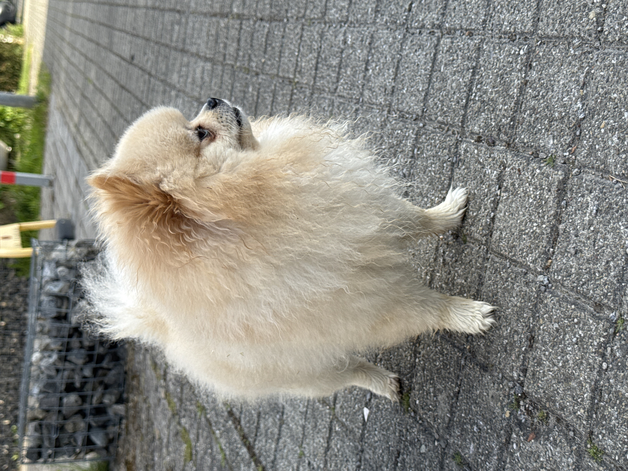 A Pomeranian dog with cream-colored fur stands on a gray stone-paved surface. The dog is looking upward and to the left, with its body oriented towards the right side of the frame. A wire mesh structure filled with rocks is visible in the background to the left of the dog. The scene takes place outdoors in Bietigheim-Bissingen, Germany.