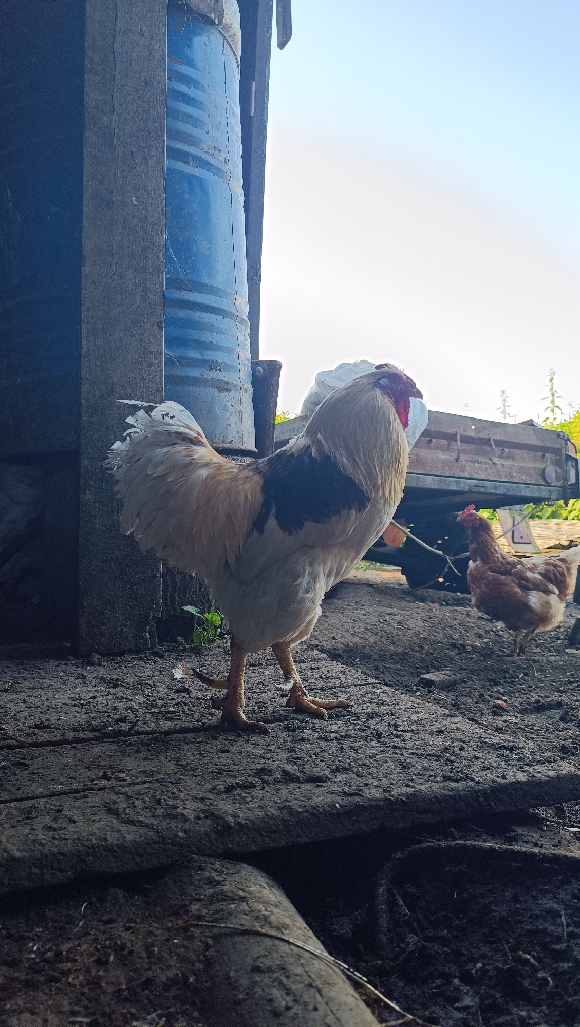 In Karsha, Russia, a light-colored rooster with black markings on its back stands on a dirt and wooden platform. The rooster's comb is red, and its legs are yellow. Behind the rooster, a brown hen is visible. A blue barrel and a section of a wooden structure are to the left of the rooster. A trailer with some white material on it is in the background, with green foliage and a pale sky above. The scene appears to be an outdoor farm or rural setting.