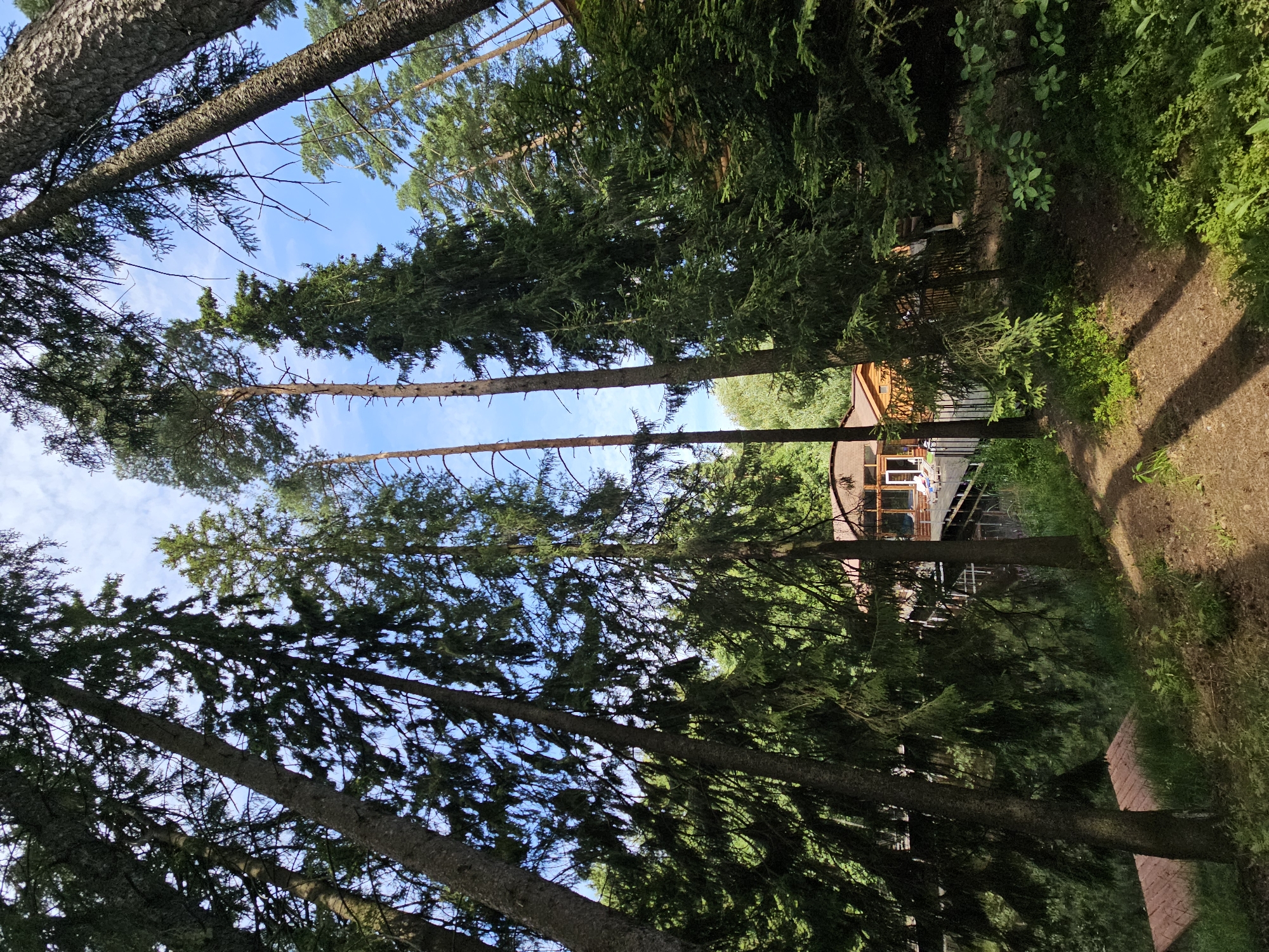 This image captures a view from a forested area looking towards a wooden building with large windows, situated in Ulitkino, Russia. The foreground is dominated by tall, dense evergreen trees, with their branches extending upwards and obscuring the sky in places. The ground is covered with pine needles and sparse vegetation, with patches of sunlight filtering through the canopy, creating distinct shadows.
In the middle ground, a modern wooden building is visible, characterized by its light-colored wood and extensive glass windows. A wooden deck extends from the building, with what appear to be lounge chairs on it. There are no people clearly visible in the image.
The environment suggests a natural, possibly resort-like setting, with the building integrated into the surrounding forest. The sky above is blue with scattered white clouds. The overall impression is one of a serene, wooded retreat.