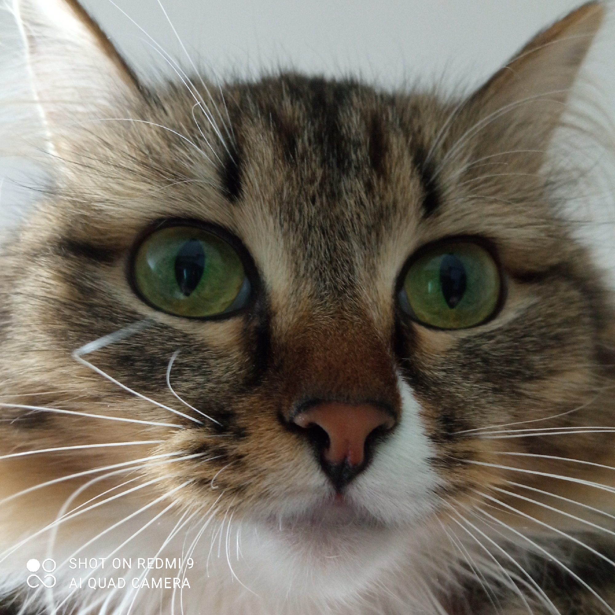 The image shows a close-up view of a cat's face. The cat has green eyes and a striped brown and white coat. The cat's nose is pink and slightly upturned. White whiskers are visible on either side of its nose. In the lower left corner of the image, there is text that says "SHOT ON REDMI 9 AI QUAD CAMERA." There is no information to indicate the location is in Chaikovsky, Russia.