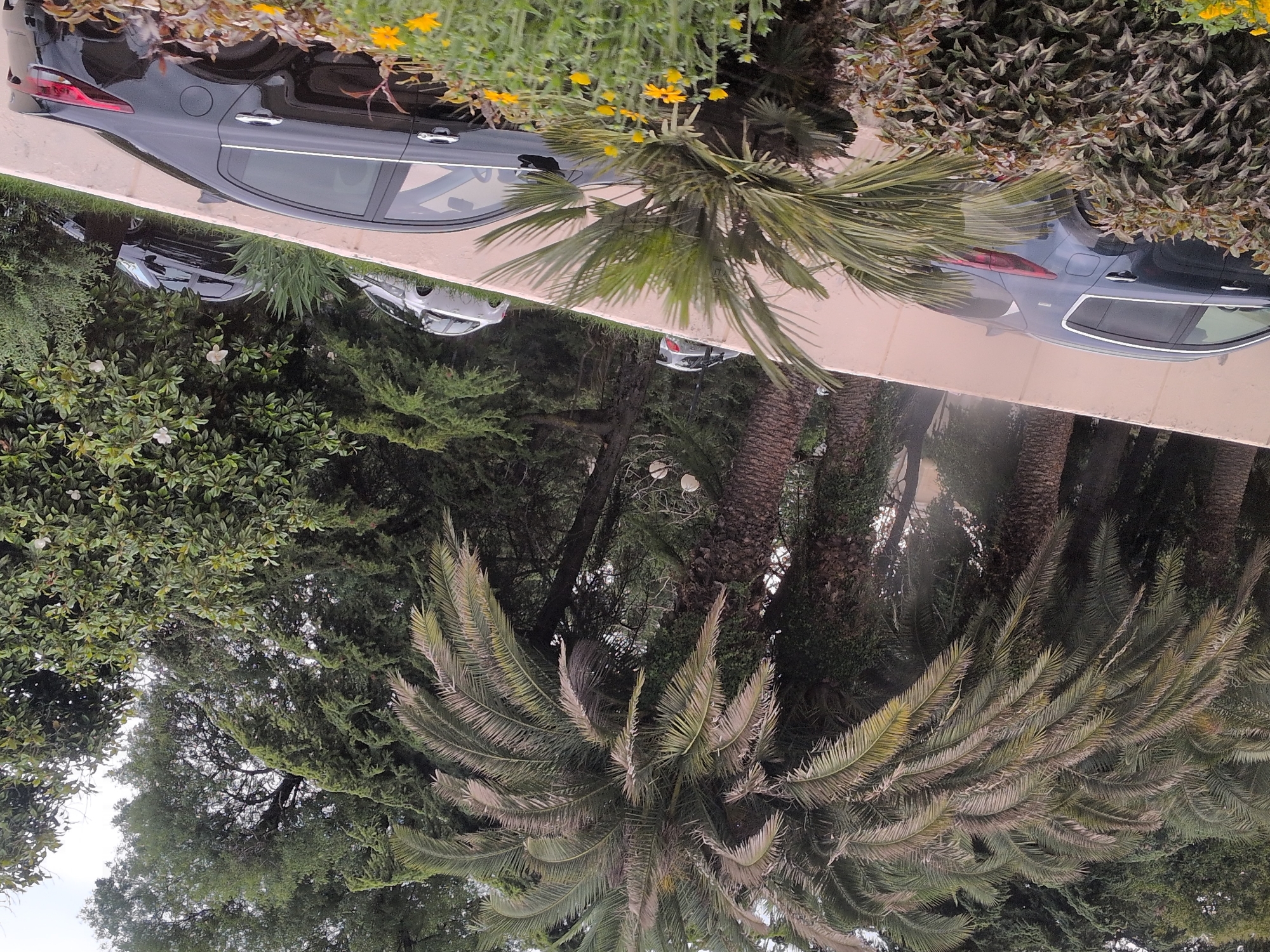 The image depicts a street scene in Sochi, Russia, with a focus on vehicles parked along a curved retaining wall. Several cars are visible, including a dark-colored sedan in the foreground, partially obscured by vegetation. Behind it, a lighter-colored sedan is parked on an incline. Further up the wall, another car is visible. The environment is characterized by lush greenery, including palm trees and dense foliage, suggesting a subtropical climate. The retaining wall itself is light-colored, and there appear to be some decorative or functional lights mounted on poles along its top edge. The sky is overcast, contributing to a diffused light across the scene. There are no people visible in the image.
