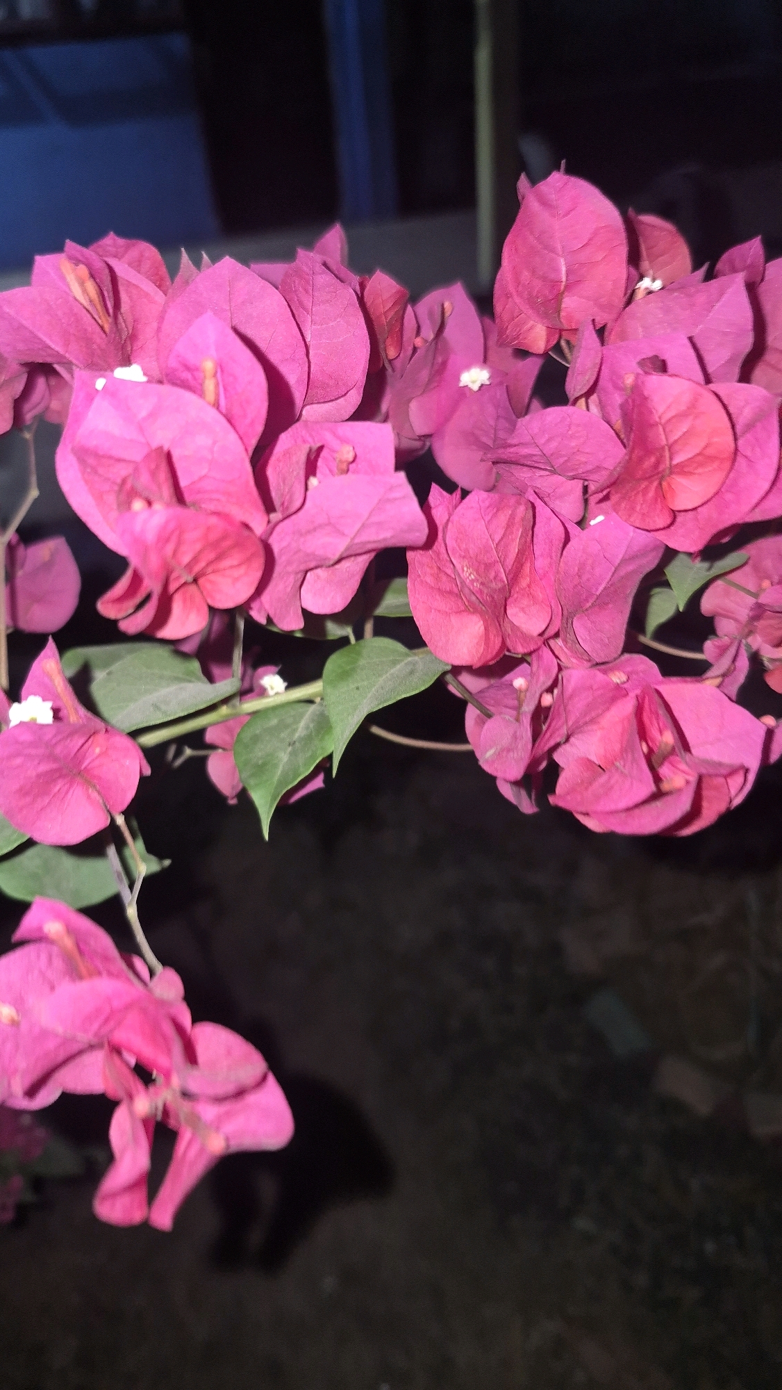 This is a close-up, vertical-format photograph of a vibrant cluster of fuchsia-pink bougainvillea flowers and green leaves against a dark, blurred background. The flowers are the dominant subject, filling most of the frame. They are delicate and petal-like, with some showing small, white stamen structures at their centers. The leaves are a deep green and appear slightly waxy. The lighting suggests it might be evening or night, as the background is very dark, with some faint hints of artificial light in the upper left corner, possibly indicating a man-made structure or streetlights. The overall impression is one of natural beauty captured in low-light conditions. There are no people or specific identifiable objects that would place this image in Putak, Indonesia, or any other specific location.