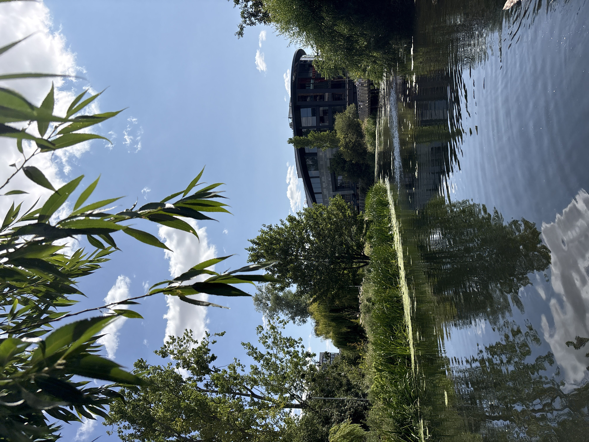 A view of the River Chelmer in Chelmsford, United Kingdom, on a sunny day. The foreground shows the dark, rippling water with reflections of trees and clouds. On the far bank, lush green reeds and taller grasses grow. Behind the reeds, a modern, circular building with large glass windows is visible, partially obscured by trees. A wooden walkway or bridge crosses the river in front of the building. In the upper part of the frame, a tree with long, drooping green leaves hangs over the scene, with a blue sky and scattered white clouds in the background.