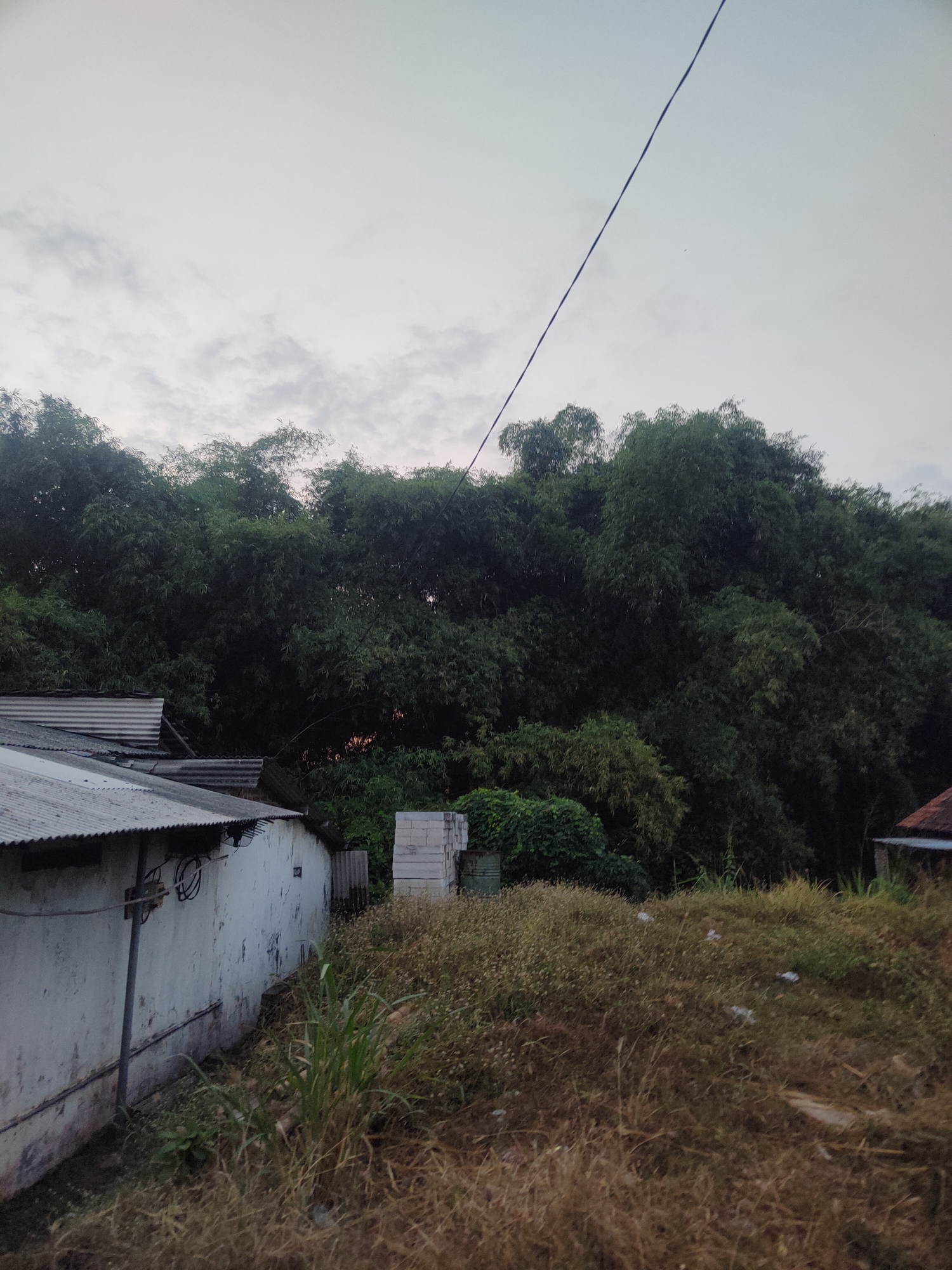 An outdoor, medium-shot, eye-level, horizontal, eye-level photograph captures a rustic scene in the city of Kauman, Indonesia. The image is dominated by a dense bamboo forest that forms a lush, dark green backdrop across the upper half of the frame. A thin, black electrical wire diagonally bisects the sky, stretching from the top right to the top left corner. The sky itself is a pale, overcast grey with faint cloud formations. In the foreground, to the left, a weathered, white building with a corrugated metal roof stands partially visible. The building's facade shows signs of age and wear. Adjacent to the building, the ground is covered with dry, overgrown grass and some scattered white debris. To the right of the building, a stack of grey cinder blocks is visible. Further to the right, another section of corrugated metal roofing from an unseen structure is present. The overall impression is one of a rural or semi-rural environment, possibly on the outskirts of the city, with a combination of natural vegetation and rudimentary structures.