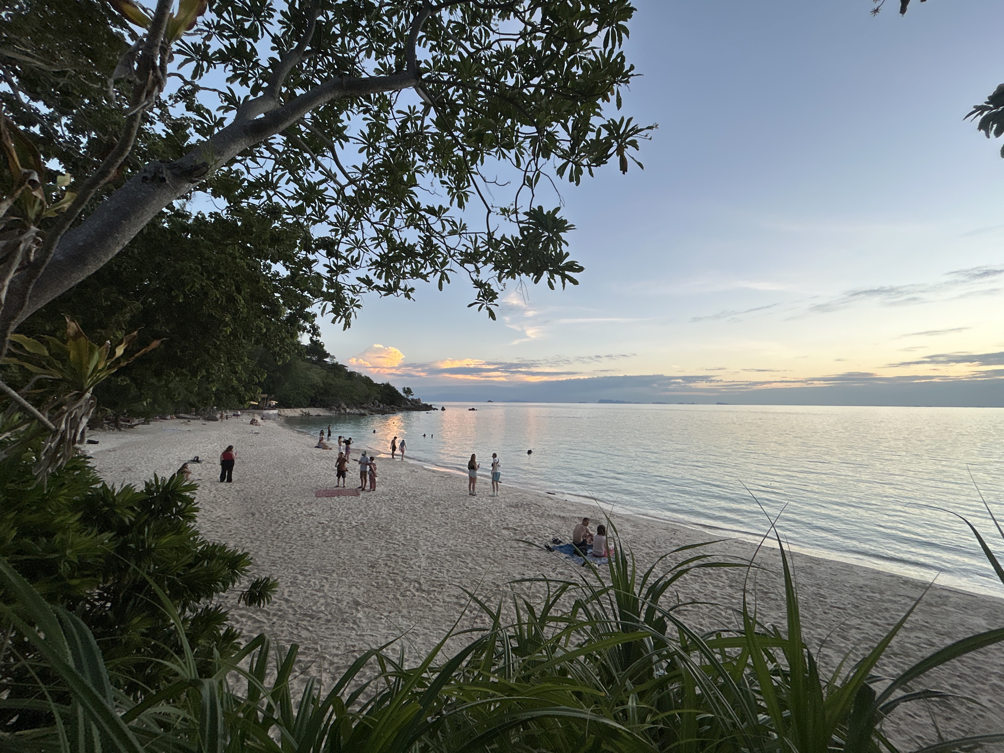 A wide shot captures a serene beach scene in Koh Phangan, Thailand, at dusk. The sand is light-colored and appears soft, with some people scattered across it. In the foreground, lush green foliage partially obscures the view of the beach. Further down the shoreline, a group of individuals are visible, some standing and interacting, while others are seated on the sand. Several people are also wading in the calm, clear water. The ocean stretches out to the horizon, reflecting the soft hues of the twilight sky, which is painted with pale blues and wisps of clouds tinged with sunset colors. The overall atmosphere is peaceful and relaxed.
