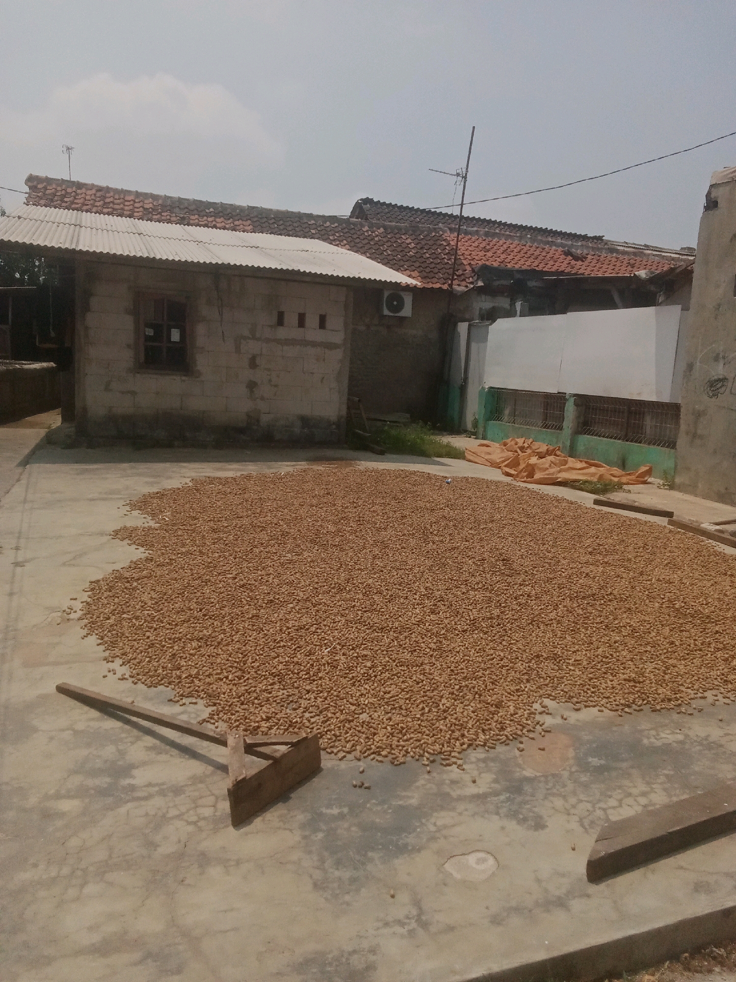 This is an exterior, eye-level, medium shot photograph taken in the city of Karawang, Indonesia. The scene depicts a large expanse of peanuts spread out on a concrete surface for drying. A rustic wooden tool with a flat head and a long handle, resembling a rake or hoe, lies on the ground to the left of the peanuts, angled towards them. In the background, a simple building with a corrugated metal roof and a brick facade is visible. There are also other structures in the background with tiled roofs and a white wall. The sky above is overcast with scattered clouds. The overall impression is one of agricultural activity taking place outdoors.