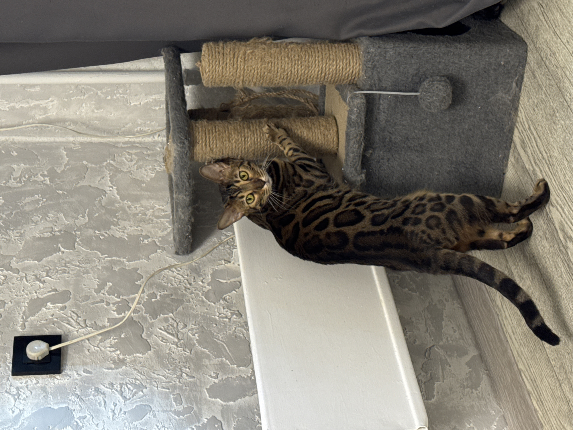 A Bengal cat with brown and black spots is lying on a white ledge attached to a grey and brown cat tree. The cat is positioned sideways, with its head near the scratching posts and its tail hanging off the edge. The wall behind the cat and ledge is textured and painted light grey. An electrical outlet with a white cord is visible on the wall. The location is indoors, but the city and specific location are unknown.