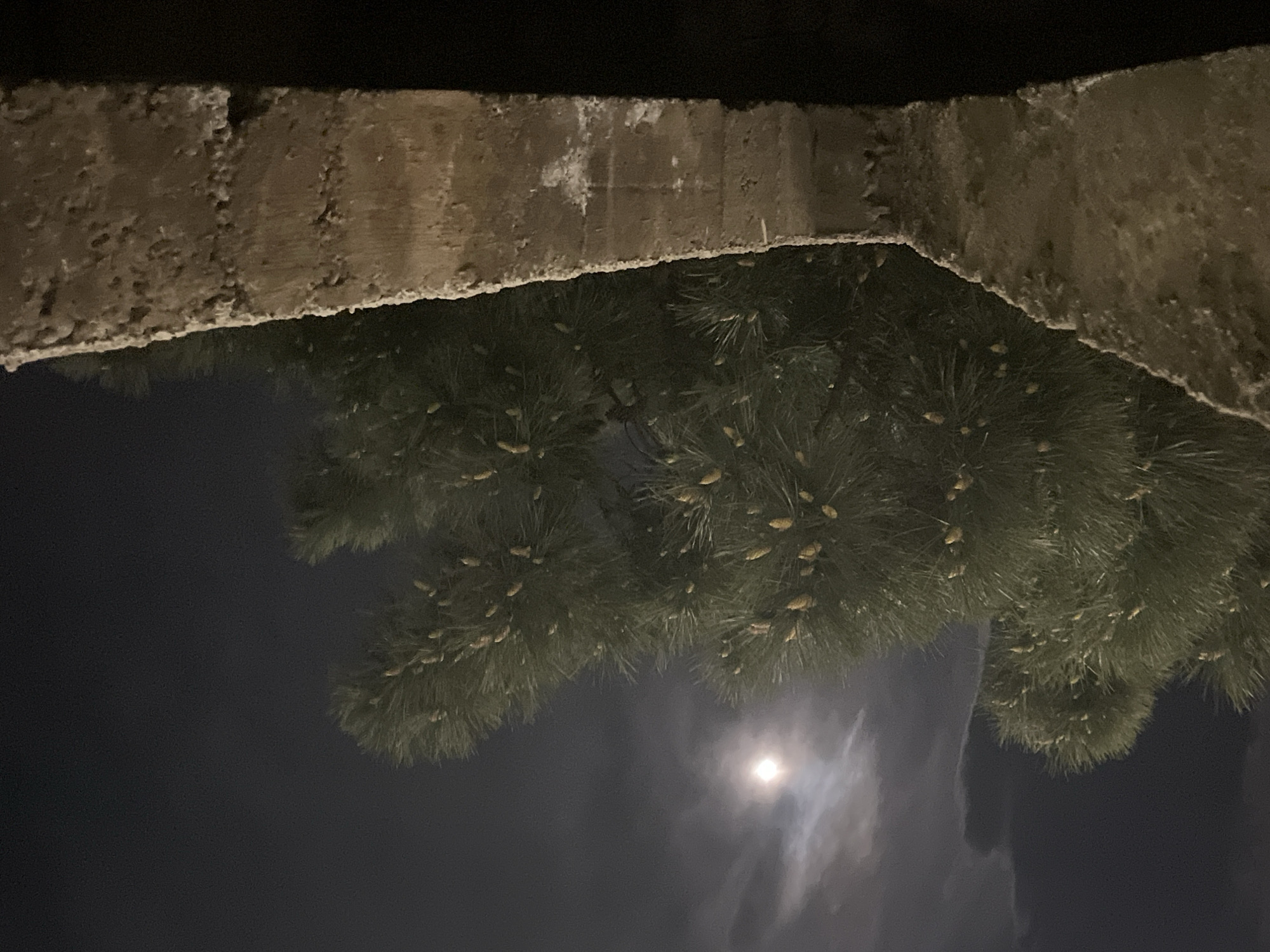 A nighttime view in Budva, Montenegro, showing a stone structure in the upper portion of the frame. Below, a pine tree with numerous cones is silhouetted against the night sky. The moon is visible through a break in the clouds, casting a soft glow on the scene.