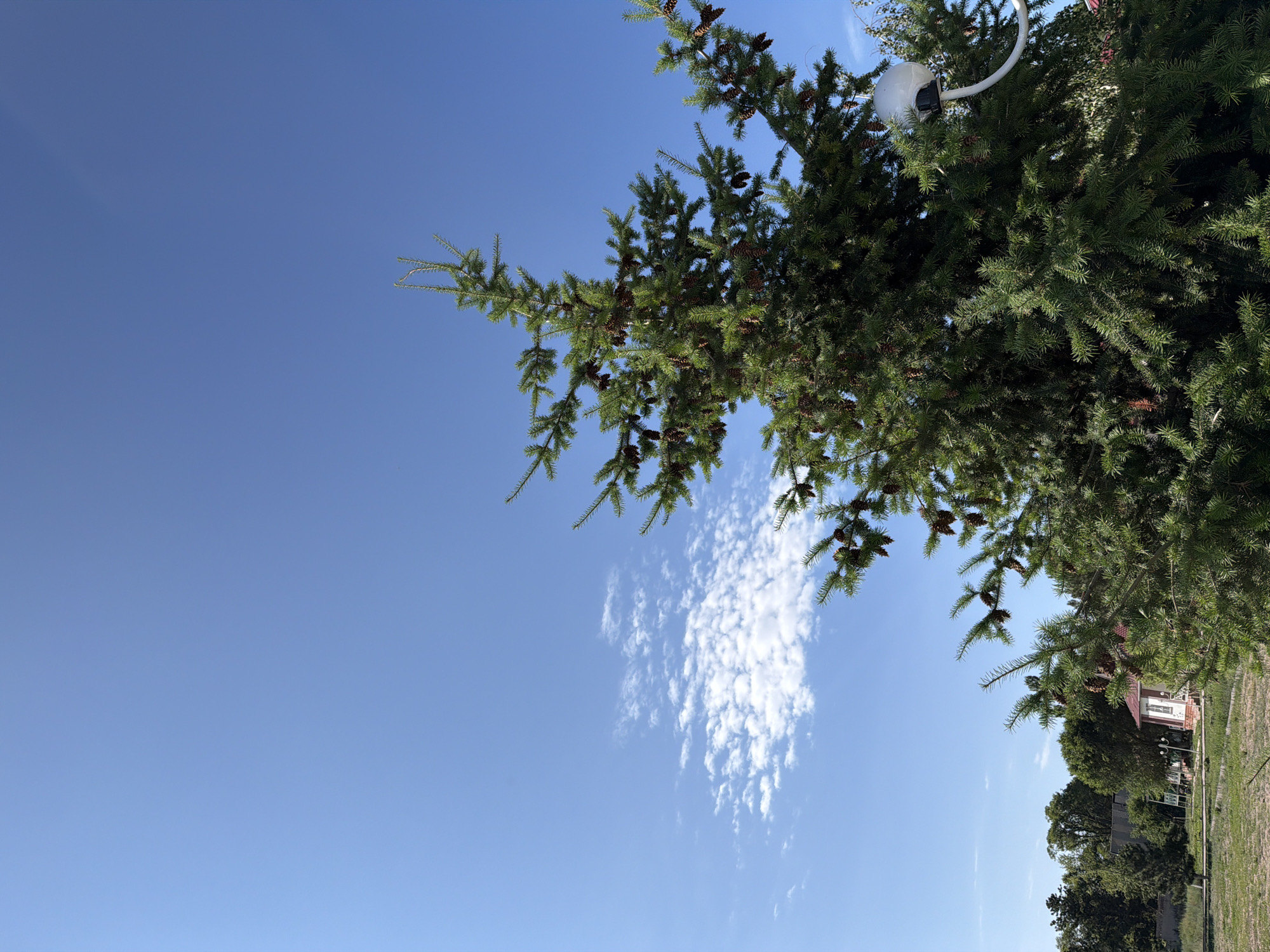 In an outdoor scene, the foreground is dominated by a large evergreen tree with numerous brown cones hanging from its branches. The tree's branches are lush and green, extending upwards and to the right of the frame. To the right of the tree, a white, globe-shaped light fixture attached to a curved white pole is visible. In the background, a small building with a red roof is nestled among other trees. A grassy area with some scattered patches of dried grass lies in front of the trees and building. The sky above is a clear, bright blue, with a few wispy white clouds scattered across the upper left portion of the image. The overall impression is a tranquil, natural setting.