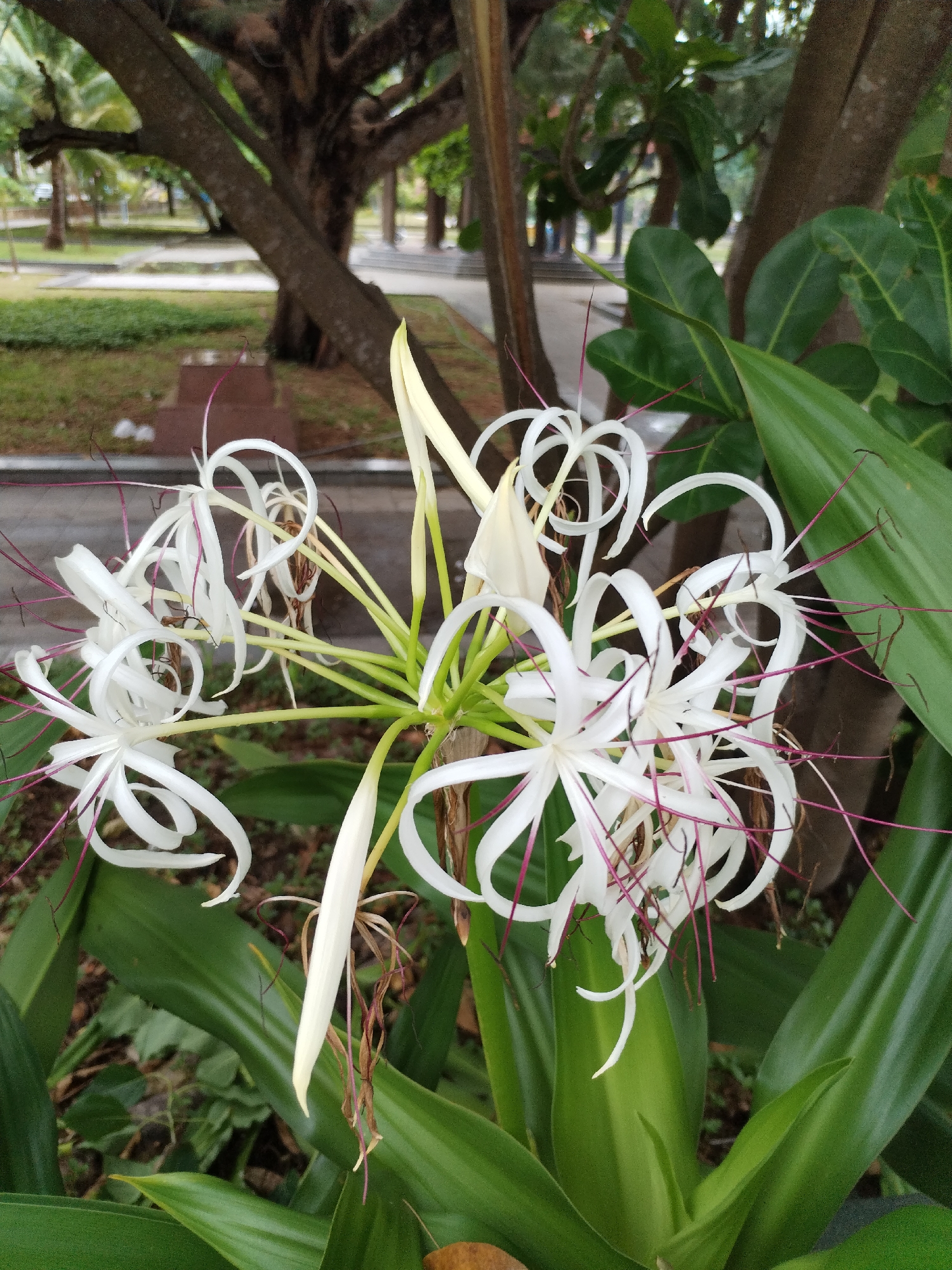 The image depicts a cluster of white spider lily flowers (Hymenocallis littoralis) in full bloom, surrounded by large green leaves. The flowers have long, thin, curved petals and long, thin, maroon-colored stamens. In the background, there is a view of a park or garden, including trees, manicured green spaces, and a pathway, suggesting an urban setting. The location is likely Nha Trang Ward, Vietnam, based on the prompt.
