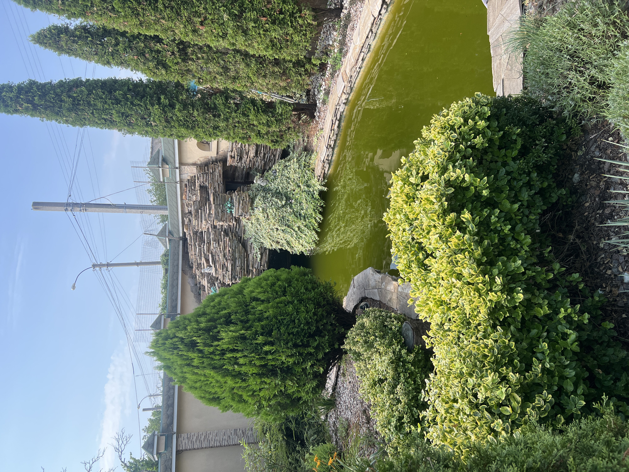 The image shows a man-made pond with green water, surrounded by a stone border and lush vegetation. Behind the pond, a rock formation with a small waterfall feature is visible, adorned with green ivy. Several tall, conical evergreen trees stand to the right of the pond, and a rounded evergreen shrub with variegated leaves is prominent in the foreground. The scene is set against a backdrop of a beige wall with decorative stone accents, topped with a tiled roof. Overhead, a clear blue sky with scattered clouds is visible, along with utility poles and wires. The location is identified as Bender, Moldova. There are no people or animals depicted in the image.