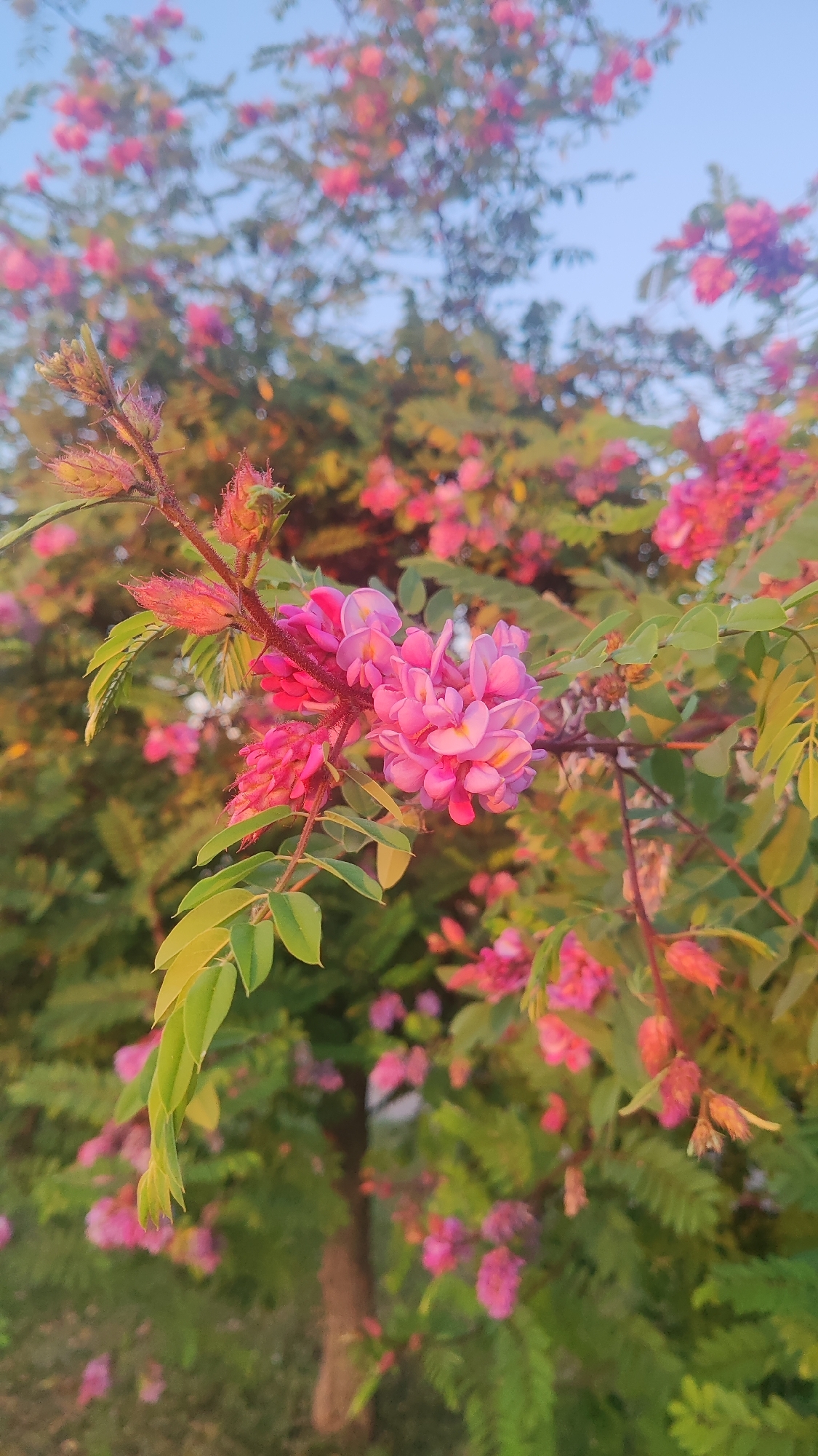 The image shows a close-up of a flowering tree with pink blossoms and green leaves. The tree is in bloom, with clusters of delicate pink flowers. The leaves are compound, with multiple small leaflets. The background is blurred, but appears to be a park or garden setting with other trees and foliage. The sky is visible at the top of the image, appearing clear and blue. The lighting suggests it is either early morning or late afternoon, with a warm, golden hue cast on the scene. There are no people or animals visible in the image. The overall impression is one of natural beauty and tranquility. This could be a scene in the city of Krasnodar, Russia, where such flowering trees are common in parks and gardens, especially during springtime.