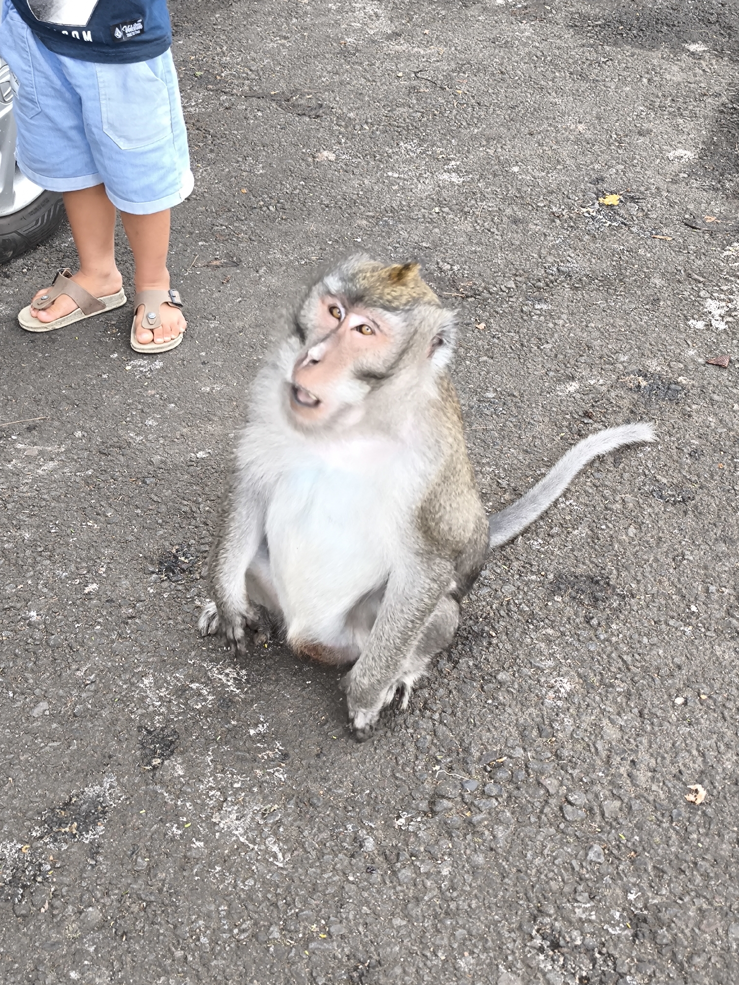 In the city of Sukasada, Indonesia, a monkey sits on asphalt pavement. The monkey is light brown and grey with a white chest and a long, slender tail. Its eyes are large and amber, and its mouth is slightly open. A child's legs, clad in light blue shorts and tan sandals, are visible in the upper left portion of the image. The child appears to be standing next to a dark-colored car. The ground is rough asphalt with scattered small rocks and debris, including a few fallen leaves. The scene suggests a casual outdoor setting, possibly a tourist area or a roadside stop where monkeys are common.