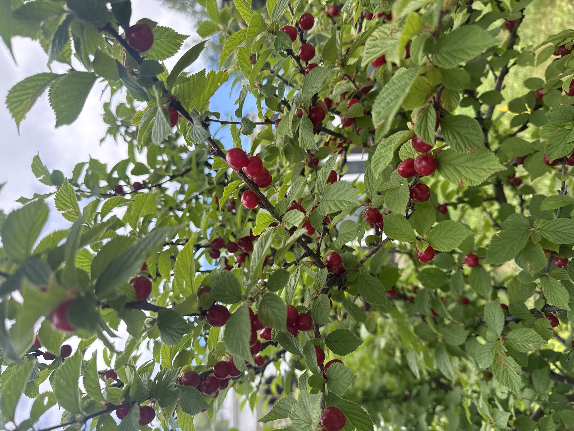 A close-up, eye-level shot captures a bush laden with ripe, red berries. The berries are small, round, and clustered on thin branches amidst vibrant green leaves. Some berries hang individually, while others are grouped in small bunches. The foliage is dense, creating a textured backdrop for the fruit. In the distance, blurred elements suggest a natural or suburban environment, with hints of buildings and sky visible through the leaves. The image's focus is sharp on the berries and immediate surrounding leaves, with the background softly out of focus. The lighting appears to be natural daylight, casting gentle shadows and highlighting the glossiness of the berries. No people are visible. This image does not contain information to determine its location in Calgary, Canada.