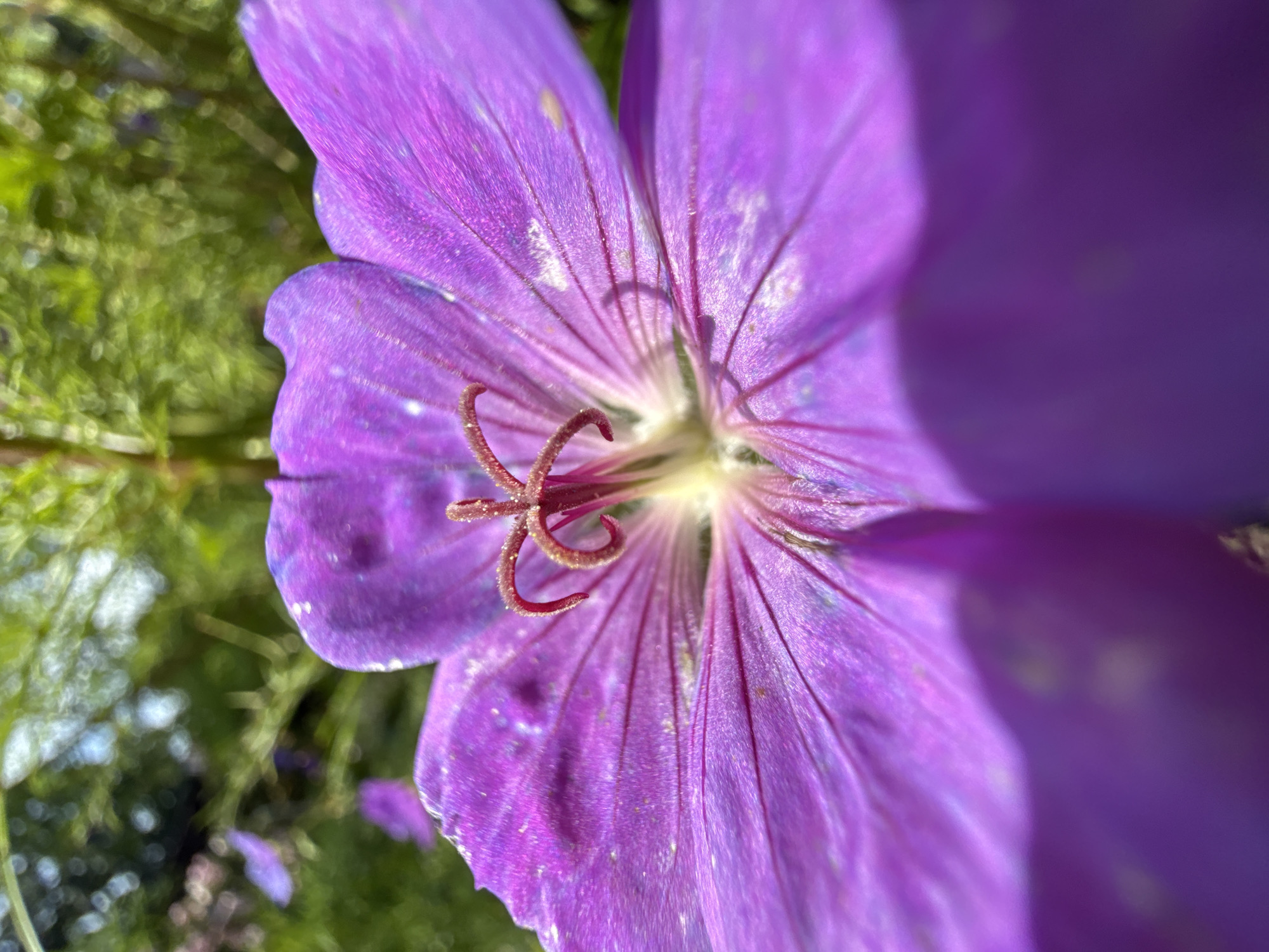 A close-up, shallow depth of field photograph captures the center of a vibrant purple flower, likely a Geranium, against a blurred green background. The flower's delicate petals, displaying a slightly velvety texture and subtle veins, radiate outwards from the central pistil and stamens. The pistil, a dark reddish-purple, is prominently featured with its curved stigmas, dusted with pollen. The stamens appear as thin, thread-like structures emerging from the base of the pistil. Small, lighter-colored specks are visible on the petals, possibly dew drops or pollen. The background consists of soft, out-of-focus green foliage and hints of other purple flowers, creating a bokeh effect that emphasizes the sharpness of the flower in the foreground. The lighting suggests a sunny outdoor environment, casting soft shadows within the flower's structure. No people or man-made objects are present.