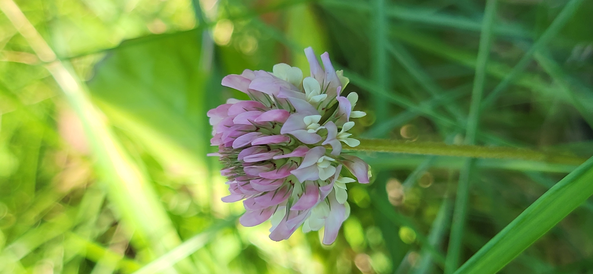 A close-up, vertical, eye-level shot shows a single pink and white clover flower in the center. The flower is in focus, with its petals fanned out and the top portion appearing to be budding. The stem is green and fuzzy. The background is blurred, with streaks of green and hints of yellow, suggesting a natural, outdoor environment likely in Tetianivka, Ukraine. The out-of-focus foliage creates a bokeh effect, drawing the viewer's attention to the flower. No people or animals are visible in the image.