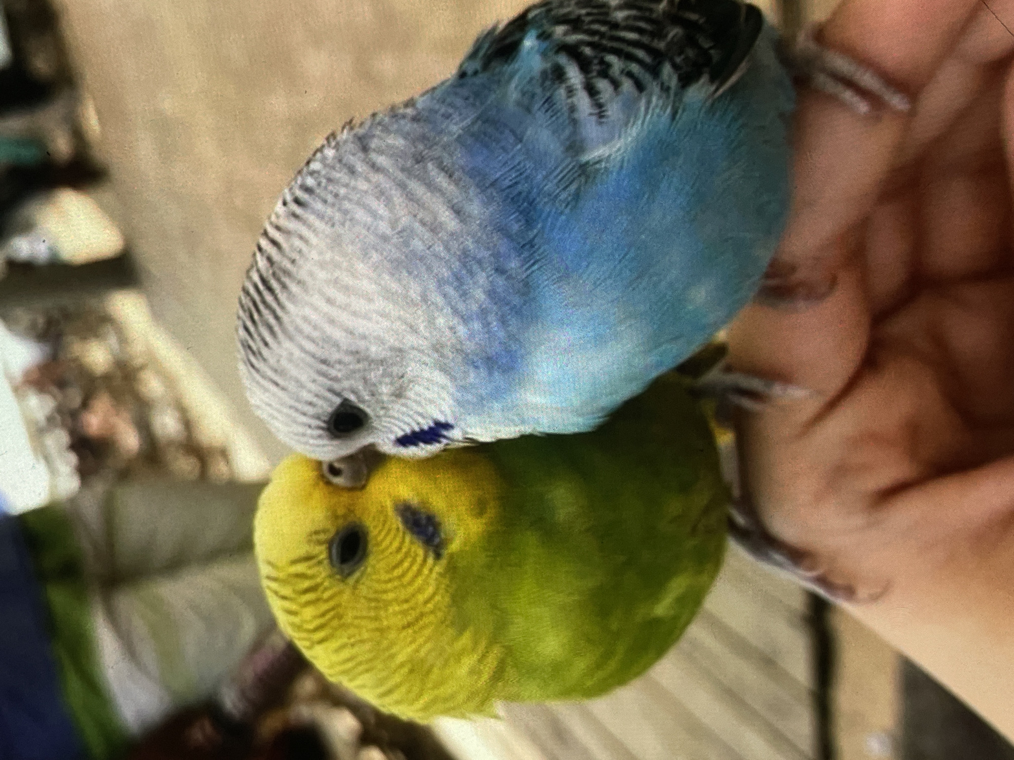 Two budgerigars are perched on a person's fingers. The budgerigar on the left is bright yellow and green, while the one on the right is blue and grey. They appear to be nuzzling each other. The background is blurred, but suggests an outdoor setting with some wooden structures and possibly other people. The image is taken from a close-up perspective. The location is in Harmanli, Bulgaria.