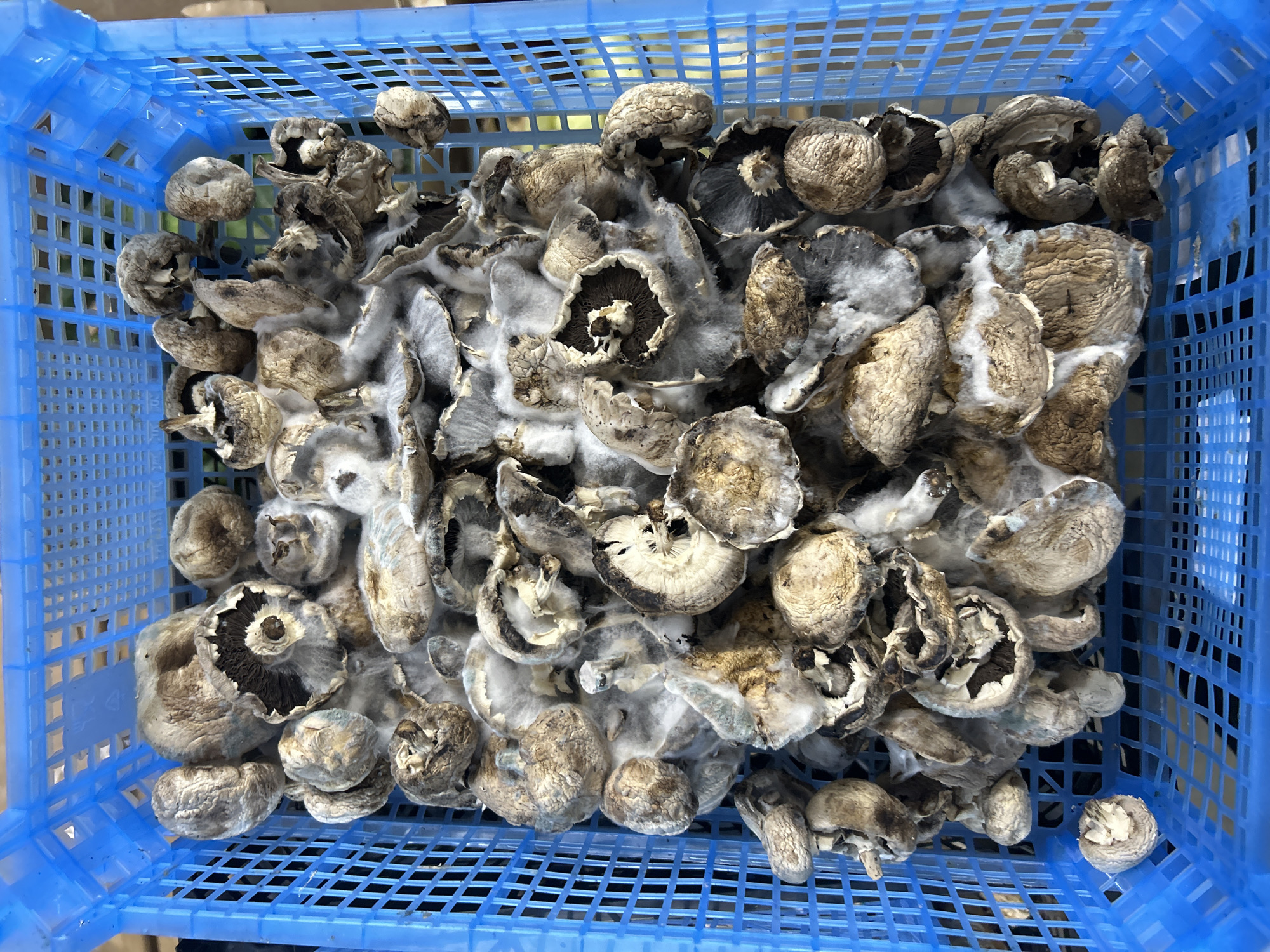 A bright blue plastic crate is filled with a large quantity of dried mushrooms. The mushrooms are mostly brown and appear to be whole and some are broken. They are densely packed within the crate, with some peeking over the edges. A white, fuzzy mold has grown extensively over many of the mushrooms, giving them a pale, furry appearance. The mold appears to be concentrated in patches and also covers some of the spaces between the mushrooms. The crate's grid pattern is visible underneath the mushrooms, and the plastic material reflects light. The background suggests an outdoor setting, possibly with some foliage visible, indicating it is daytime. The image is taken from a top-down perspective. There is no visible text in the image.