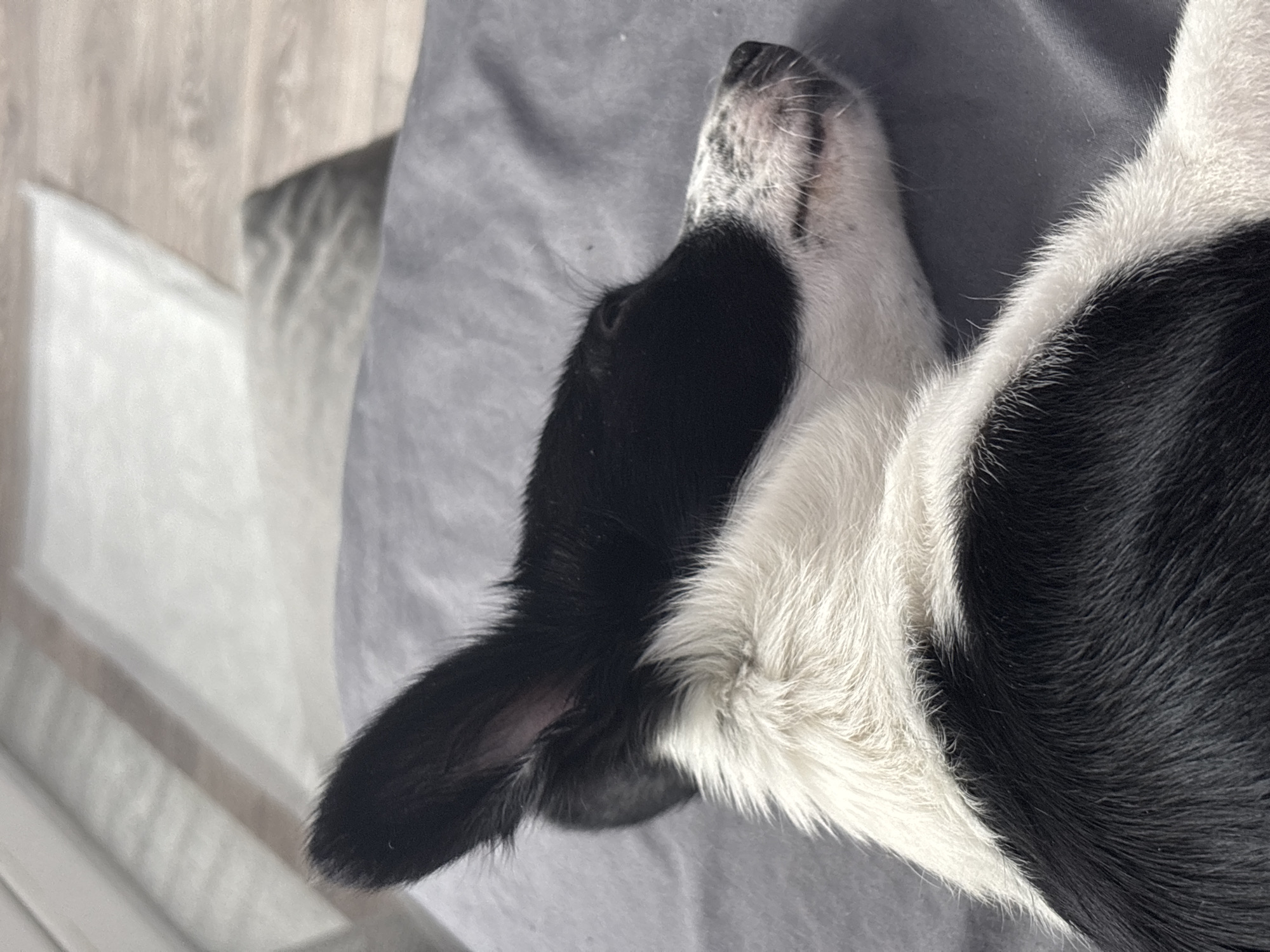 A close-up shot reveals a black and white dog sleeping on a gray surface, likely a cushion or blanket. The dog's head is turned upwards, exposing its spotted pink and white muzzle. Black fur covers the side of its head, obscuring one eye, while white fur surrounds the muzzle. The dog's black ear is visible on the left side of the frame. In the background, there is a partial view of light-colored wooden flooring and a white object, potentially part of a piece of furniture or wall. The location and city of Chaikovsky, Russia are not discernible from the given image.