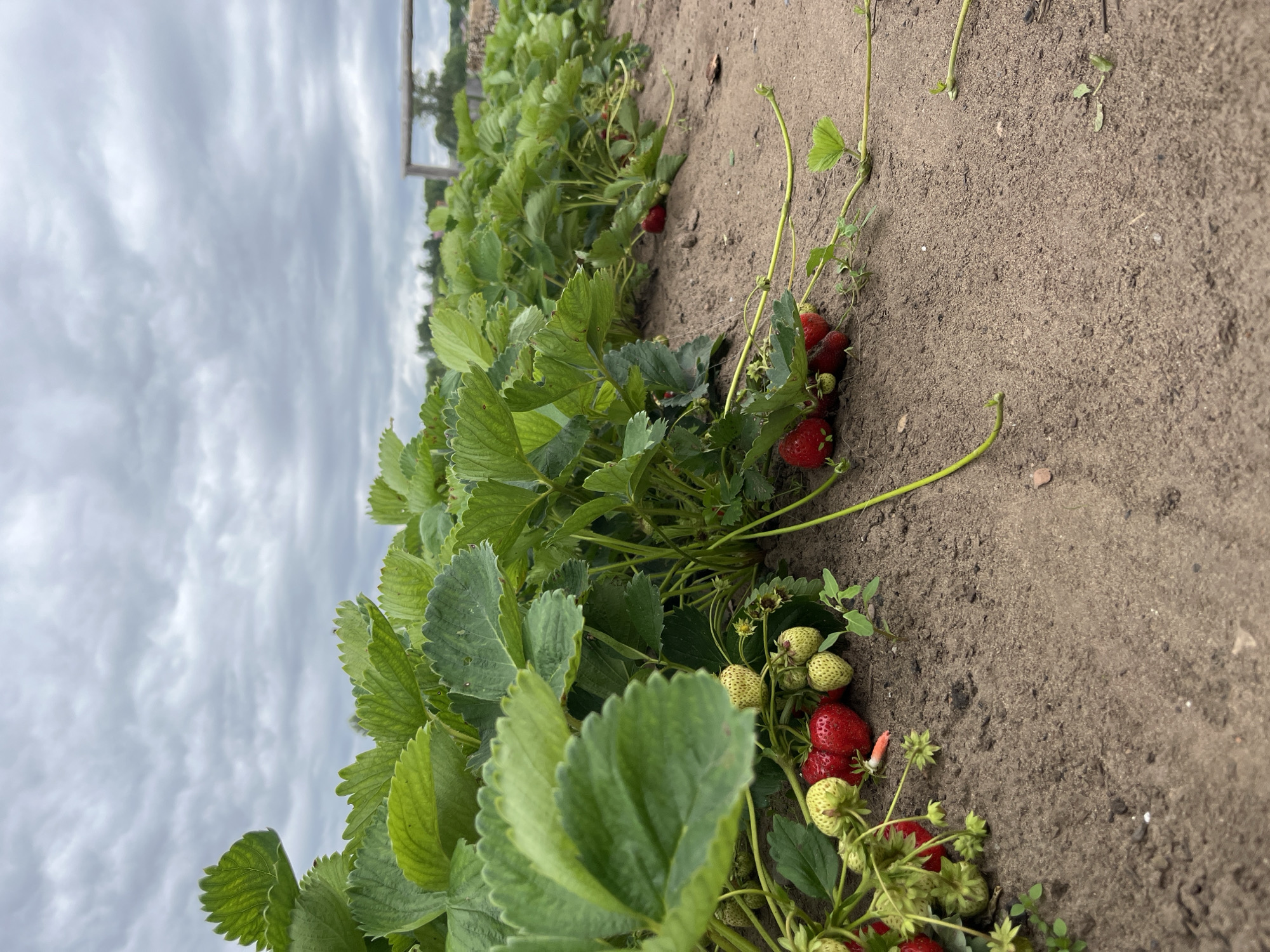 The image depicts a row of strawberry plants growing in the soil. The plants have lush green leaves and some strawberries are visible, with a mix of ripe red and unripe green ones. The foreground is dominated by the soil and the plants, while the background shows more strawberry plants stretching into the distance, and a cloudy sky overhead. A rustic wooden structure is faintly visible in the far background. The scene appears to be an outdoor agricultural setting, possibly a strawberry field. There are no people or animals present in the image.