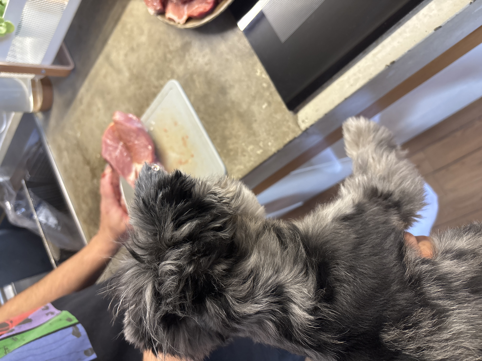 A person is holding a grey and black schnauzer-type dog in a kitchen. There are pieces of meat on a plate and a cutting board on the counter next to a stove.
Location: Chaikovsky, Russia cannot be determined.