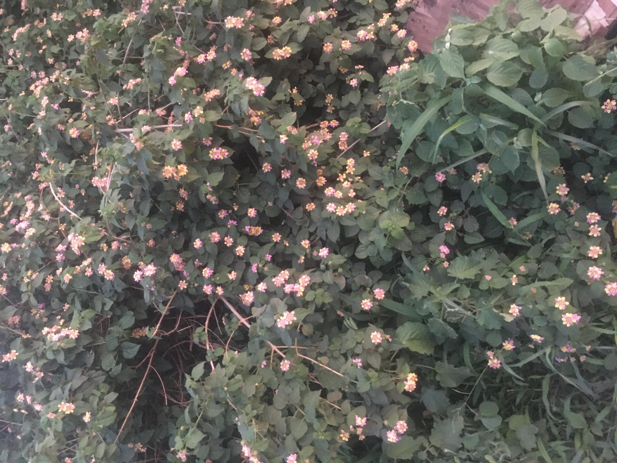 The image shows a dense patch of flowering lantana plants in Gwarinpa, Nigeria. The plants have dark green leaves and clusters of small pink and yellow flowers. There are also some taller green plants mixed in with the lantana. The lighting suggests it is dusk or dawn. No people or animals are visible in the image.